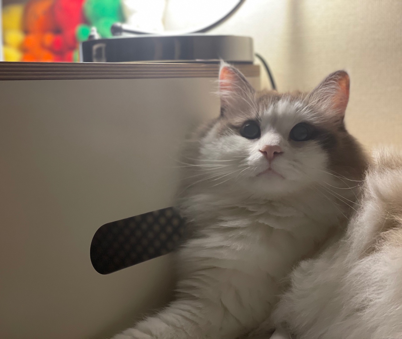 Meet Catty: The Feline Superstar