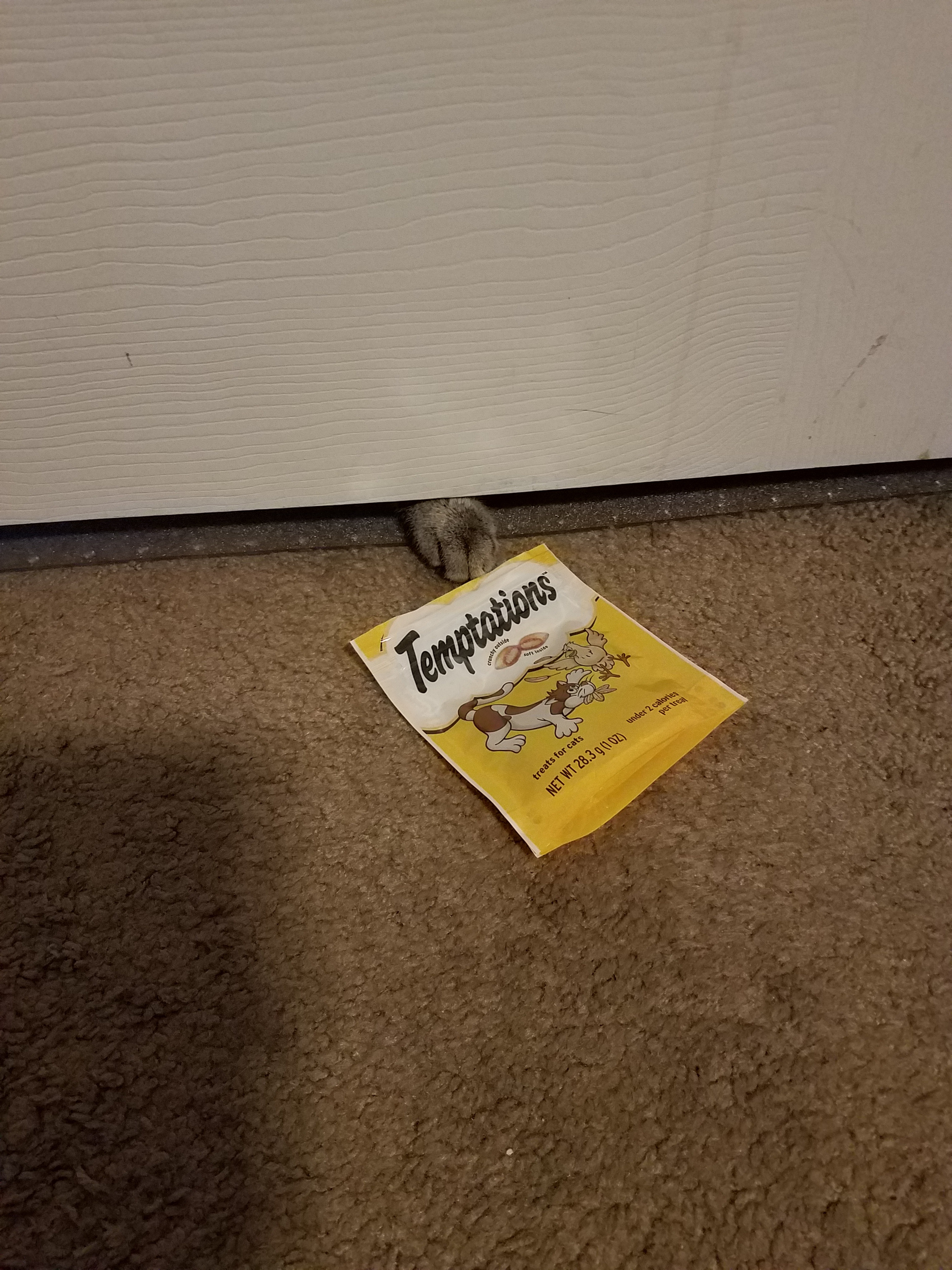 This kitty is on a mission for treats!
