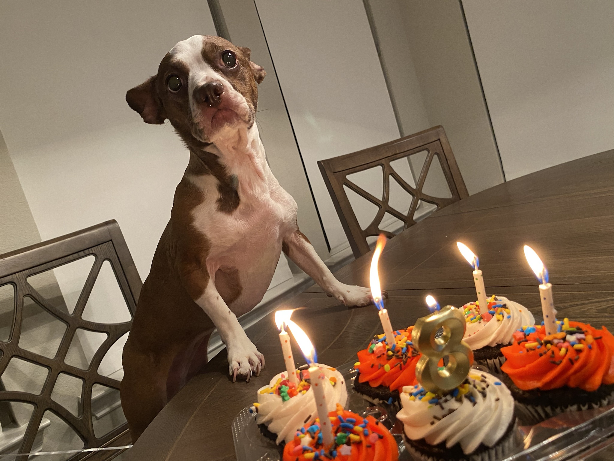 Celebrating Cookie's 8th Birthday Bash!