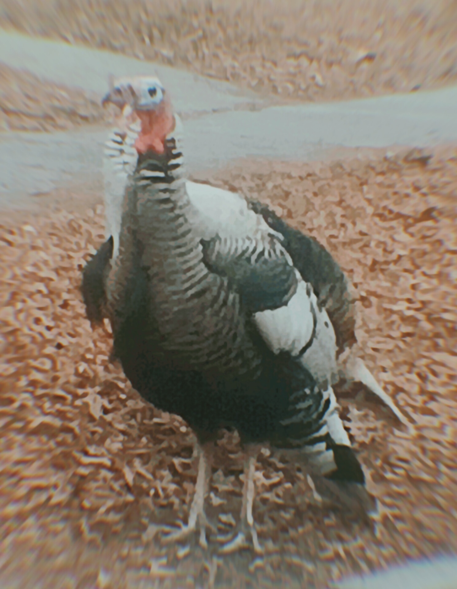 The Turkey Invasion of Rosepark, Utah