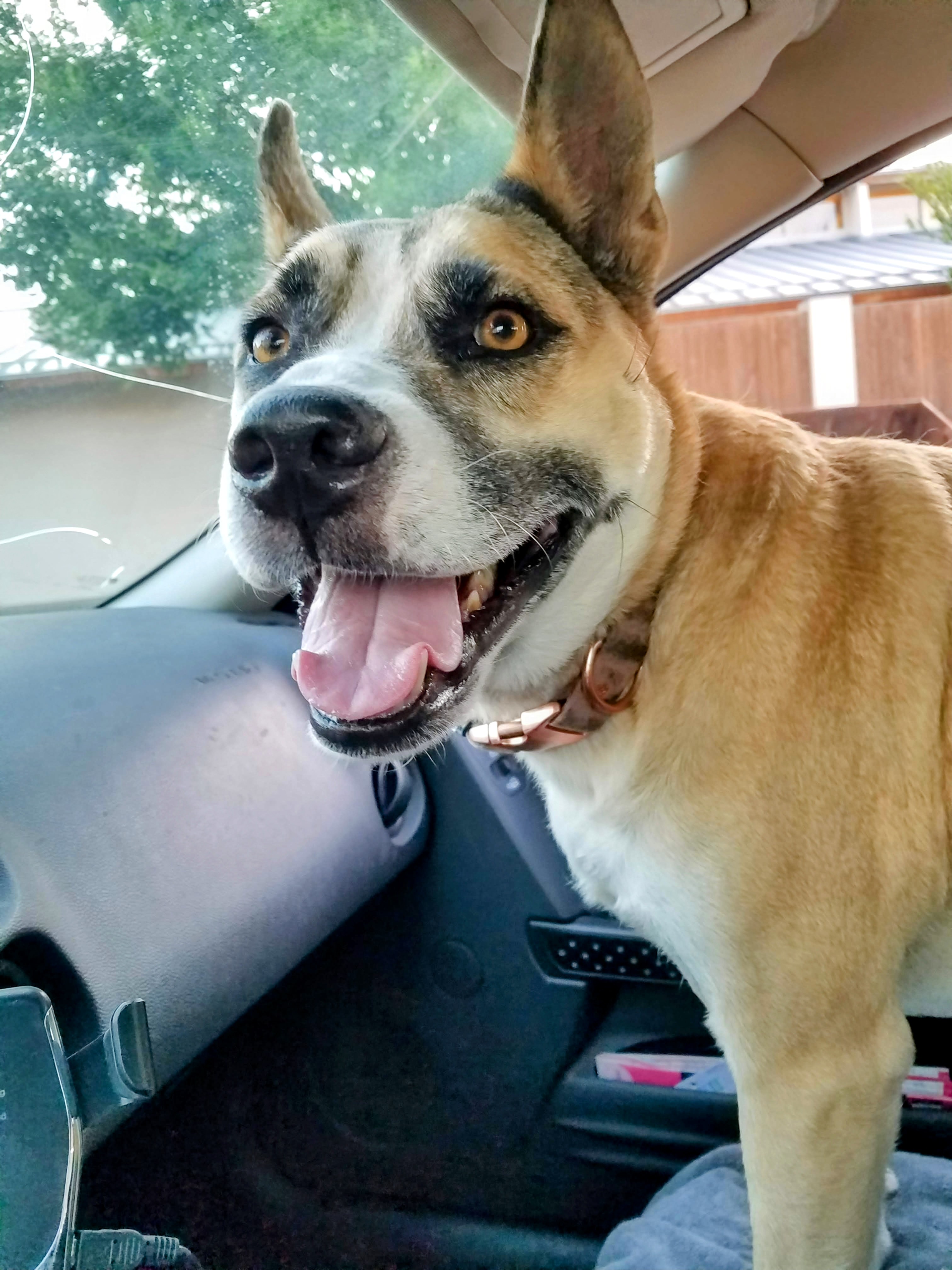 Saying Goodbye: Onward to the Rainbow Bridge