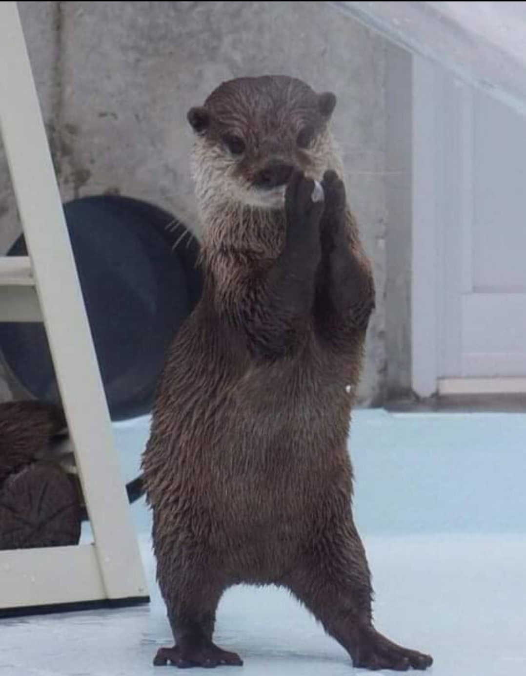 Did you know otters have a favorite rock? It's adorable!