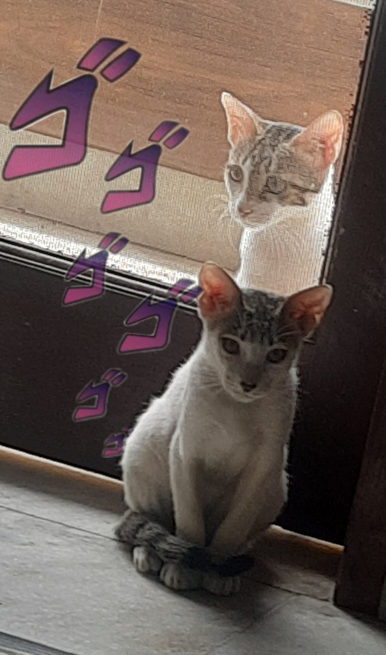The Cat Stand Enthusiast