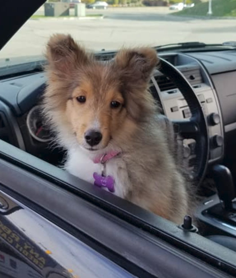 Adorable Lola: A Blast from the Past as a Puppy