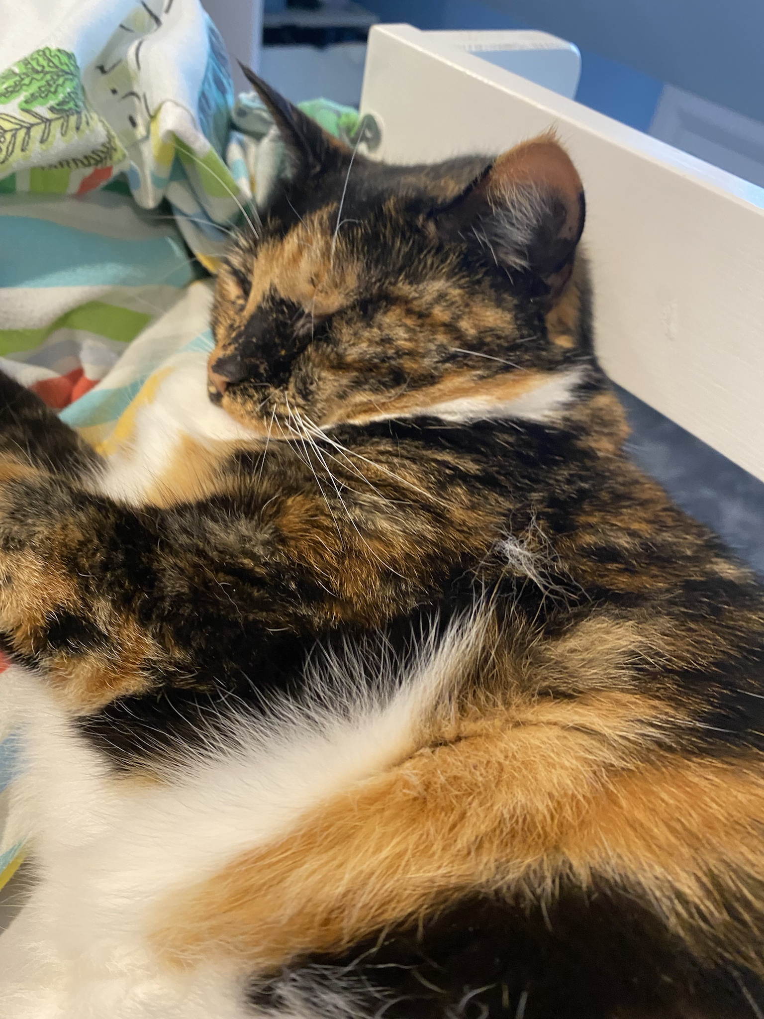 Crumble's Daily Photo Update