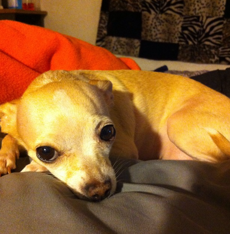 Meet Cocoa the Adorable Pup: A Heartwarming Moment