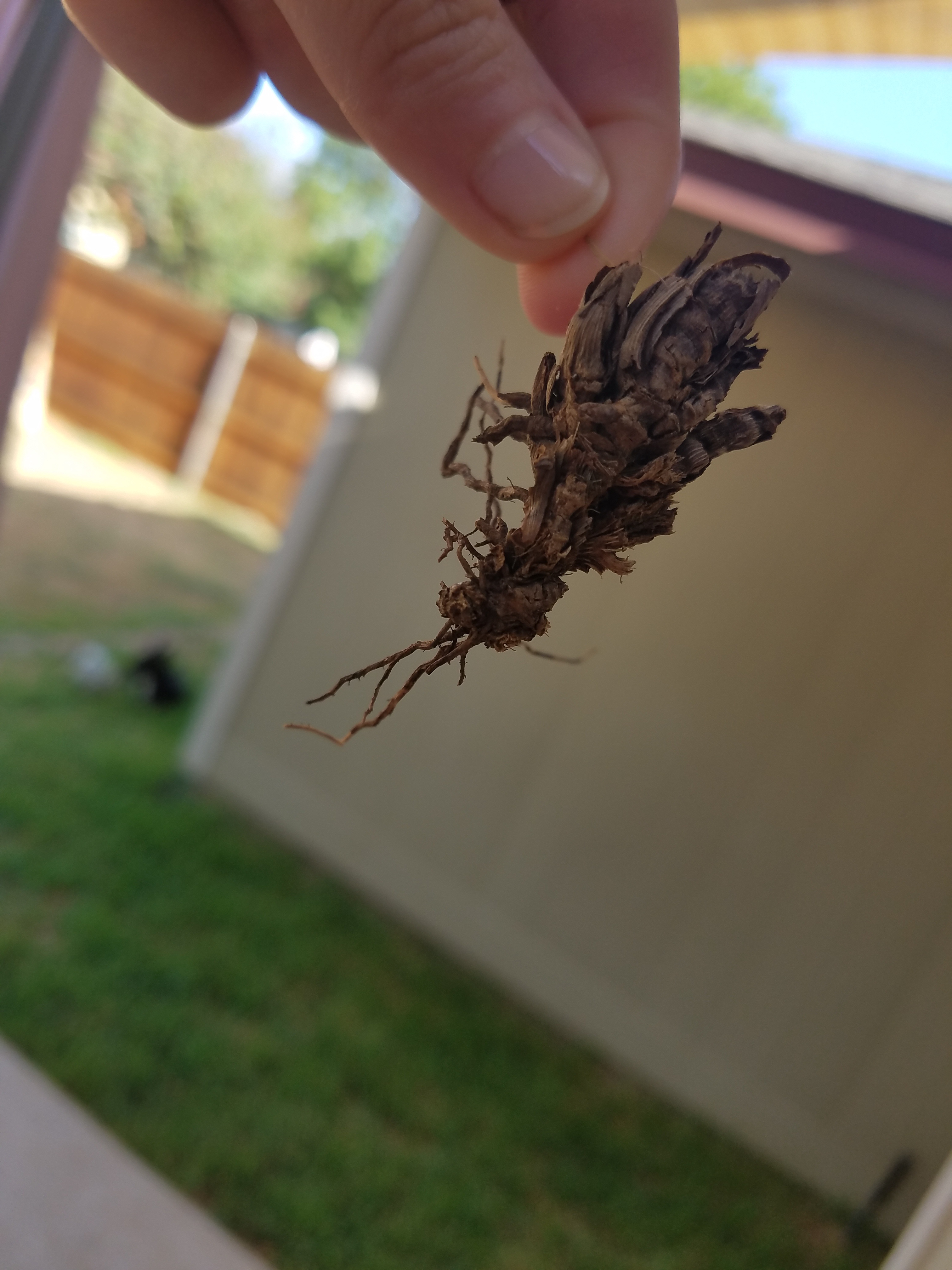 Stumbled Upon a Really Cool Stick Today...