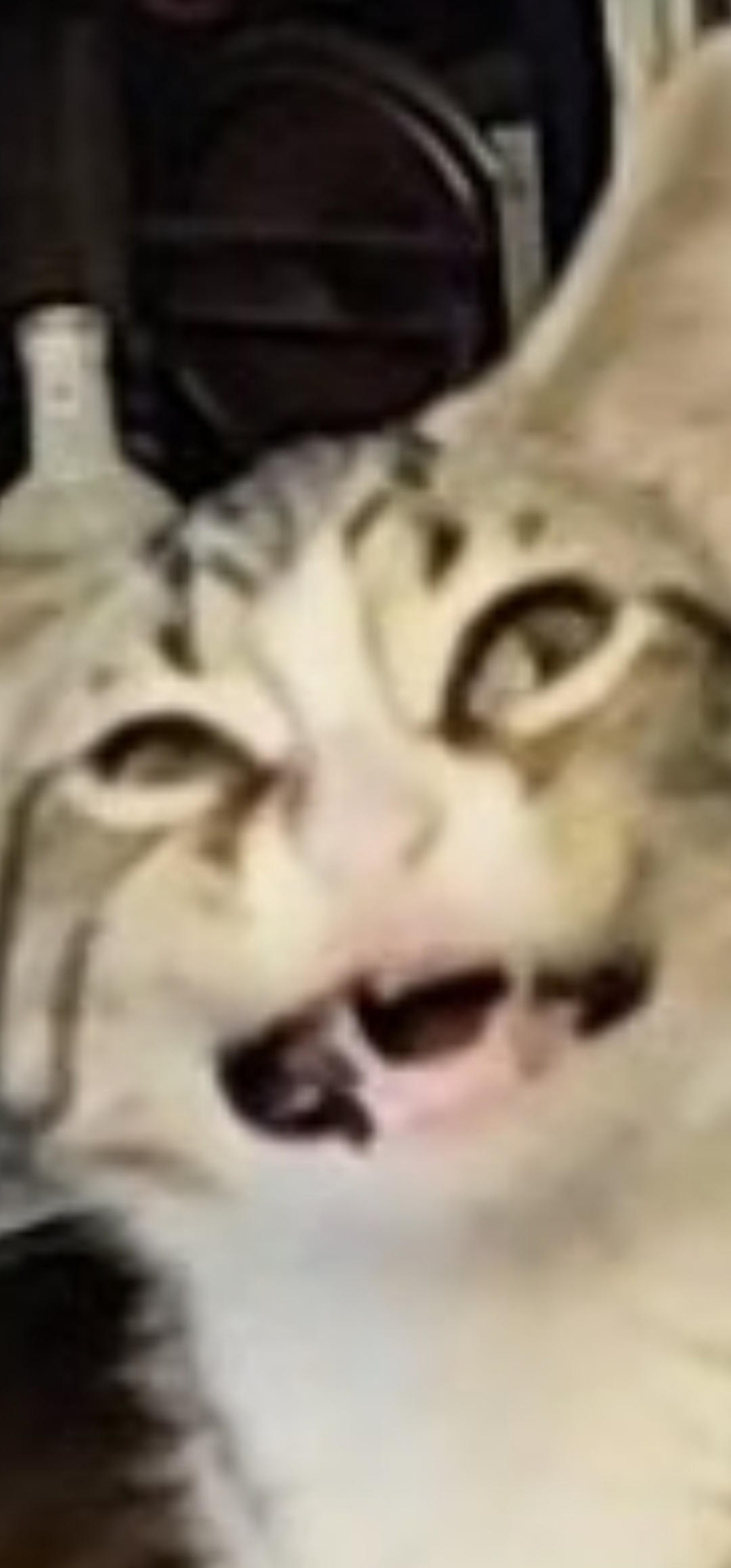 Adorable Close-Ups of My Kittens