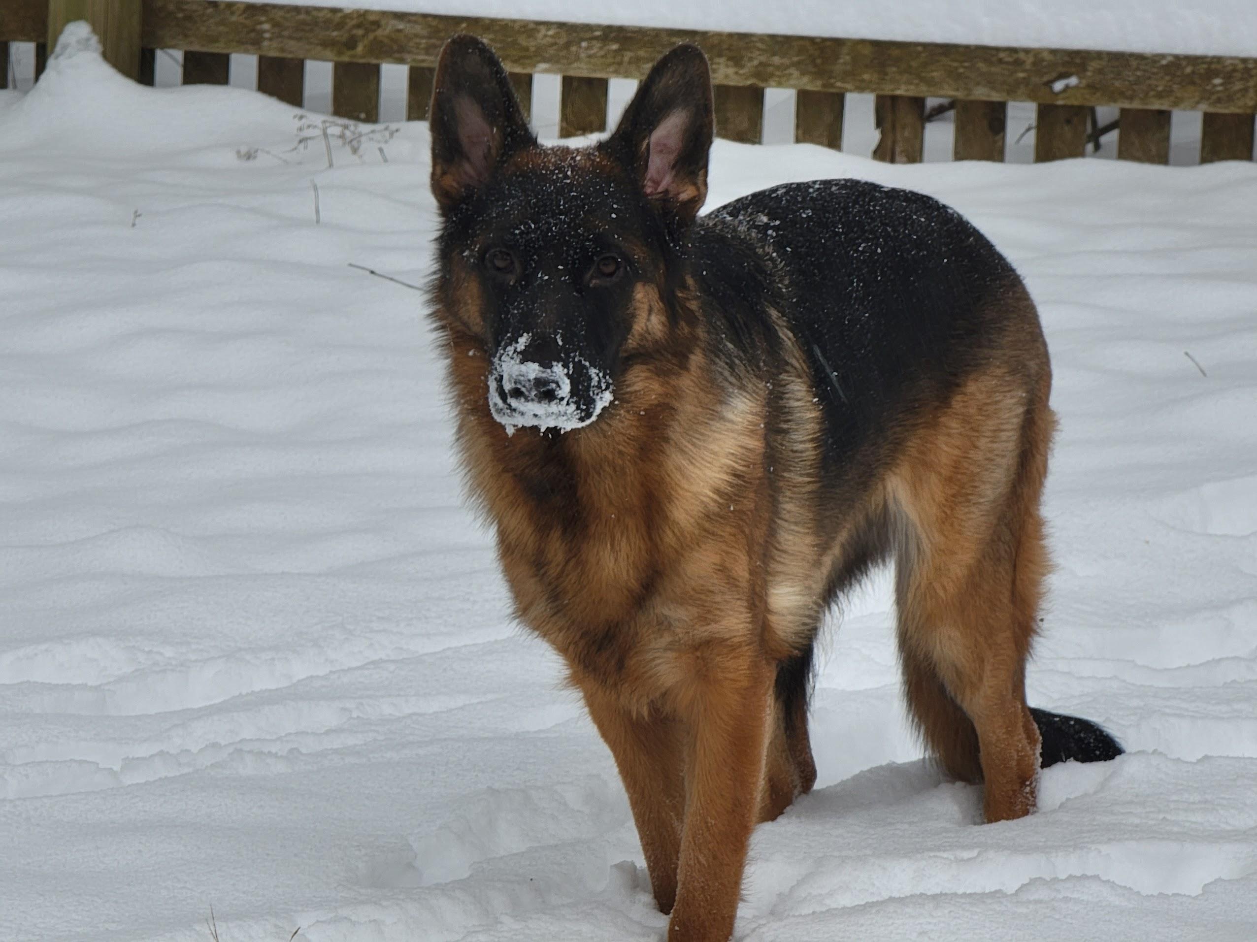 More Snowballs, Please!