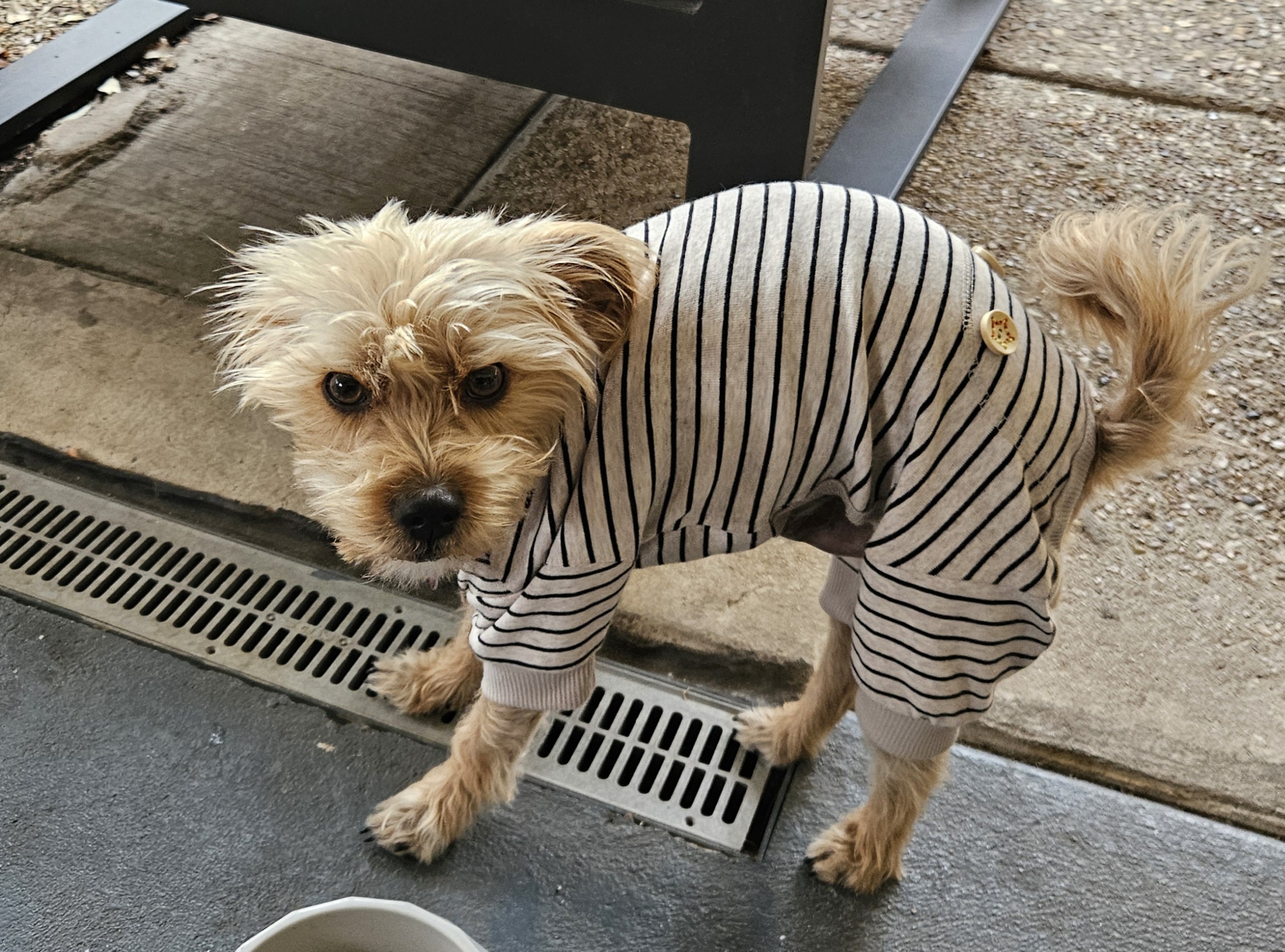 Cheese Curd is so in love with his new pajamas that he can't bear to take them off all day!