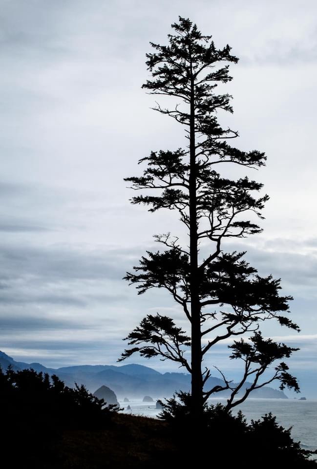 Nature's Majesty: The Tree