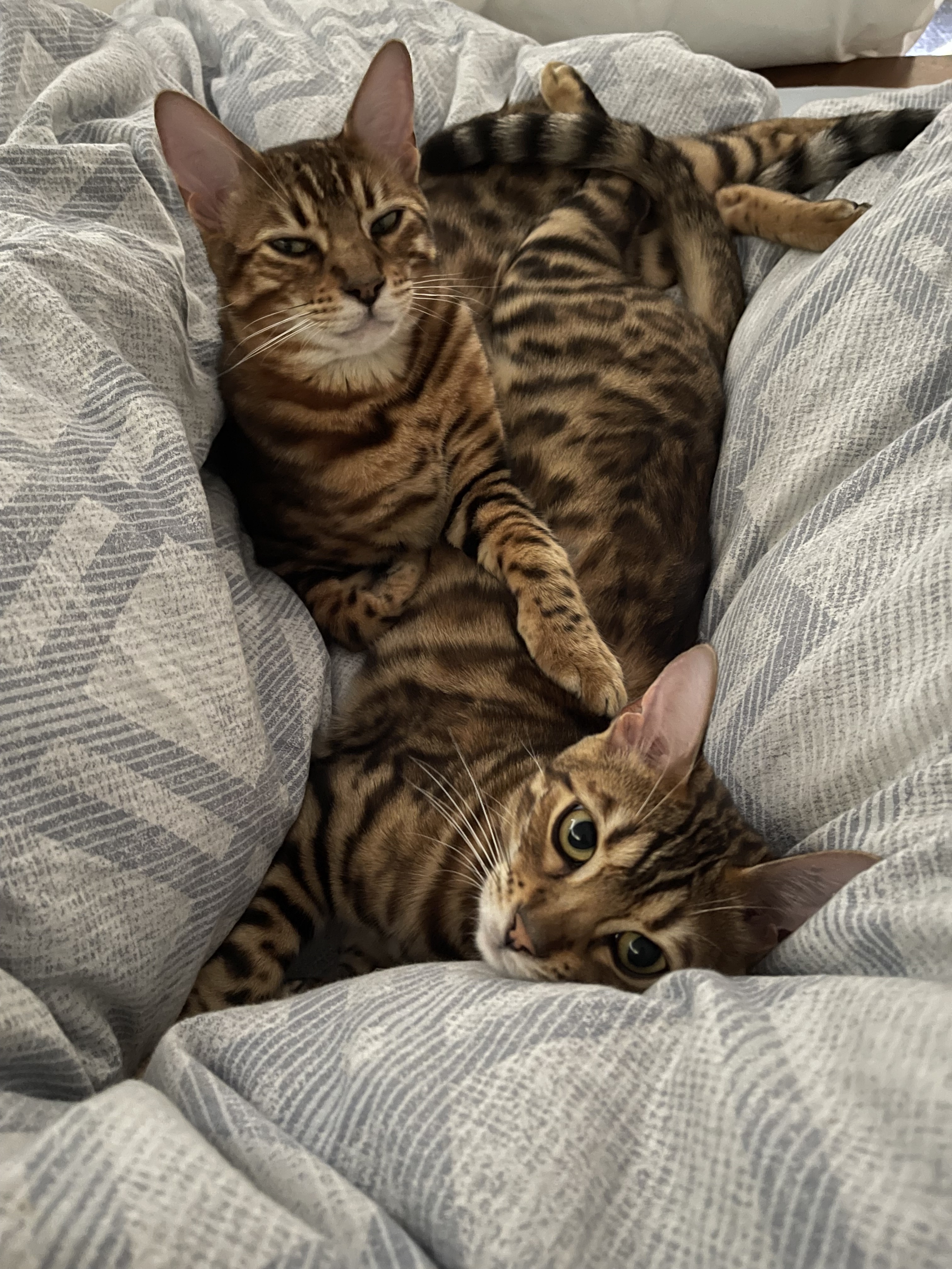 Taco and Beans: A Flavorful Duo