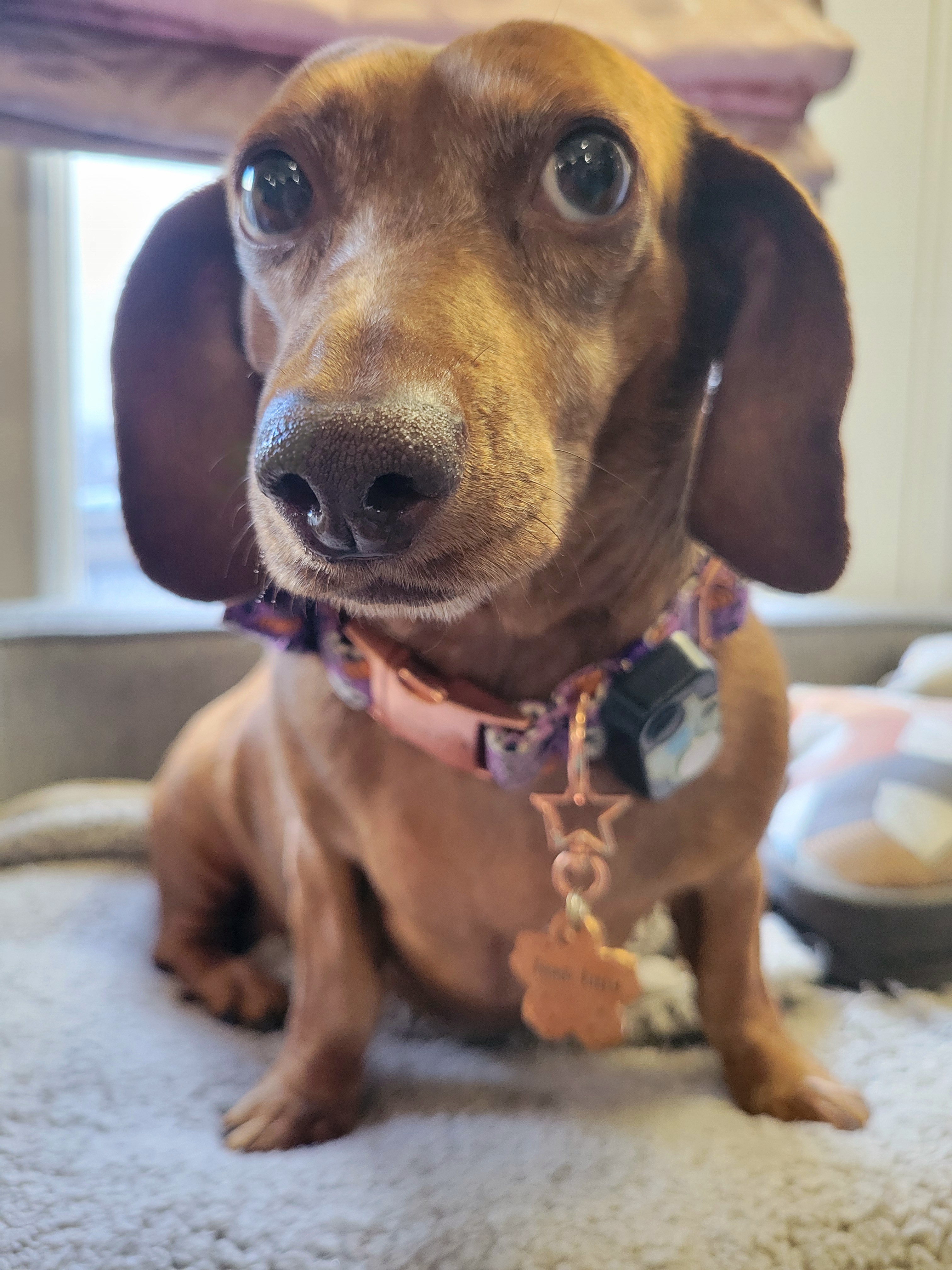 Meet My Adorable Pup, Tiger Lilly #669