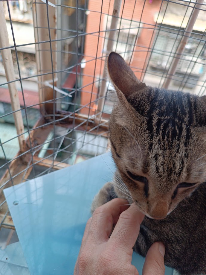 The Cat Chronicles Continue