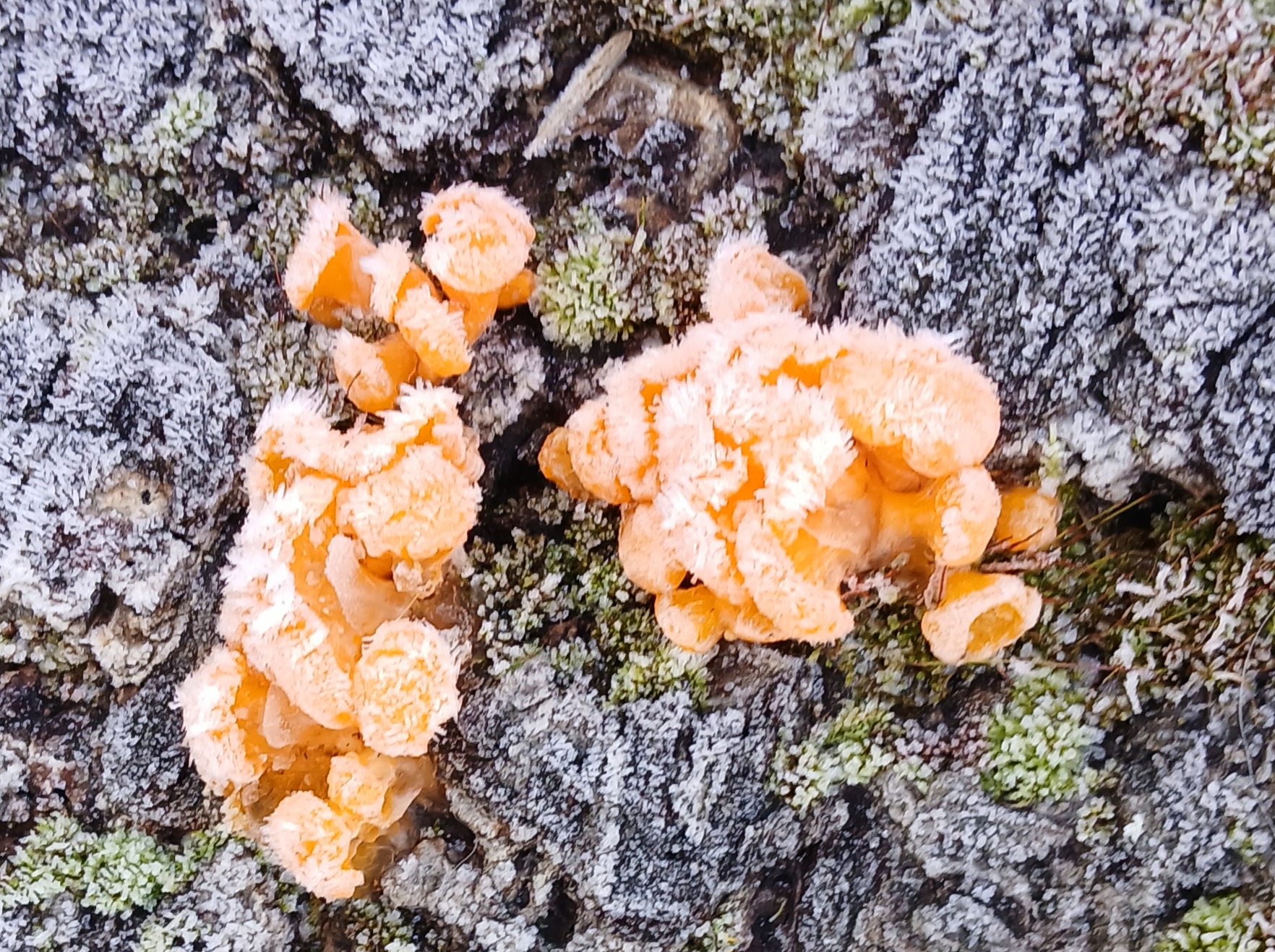 Chilled Witches Butter - a magical treat!