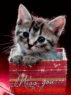Adorable Baby Kitten Cuteness Overload