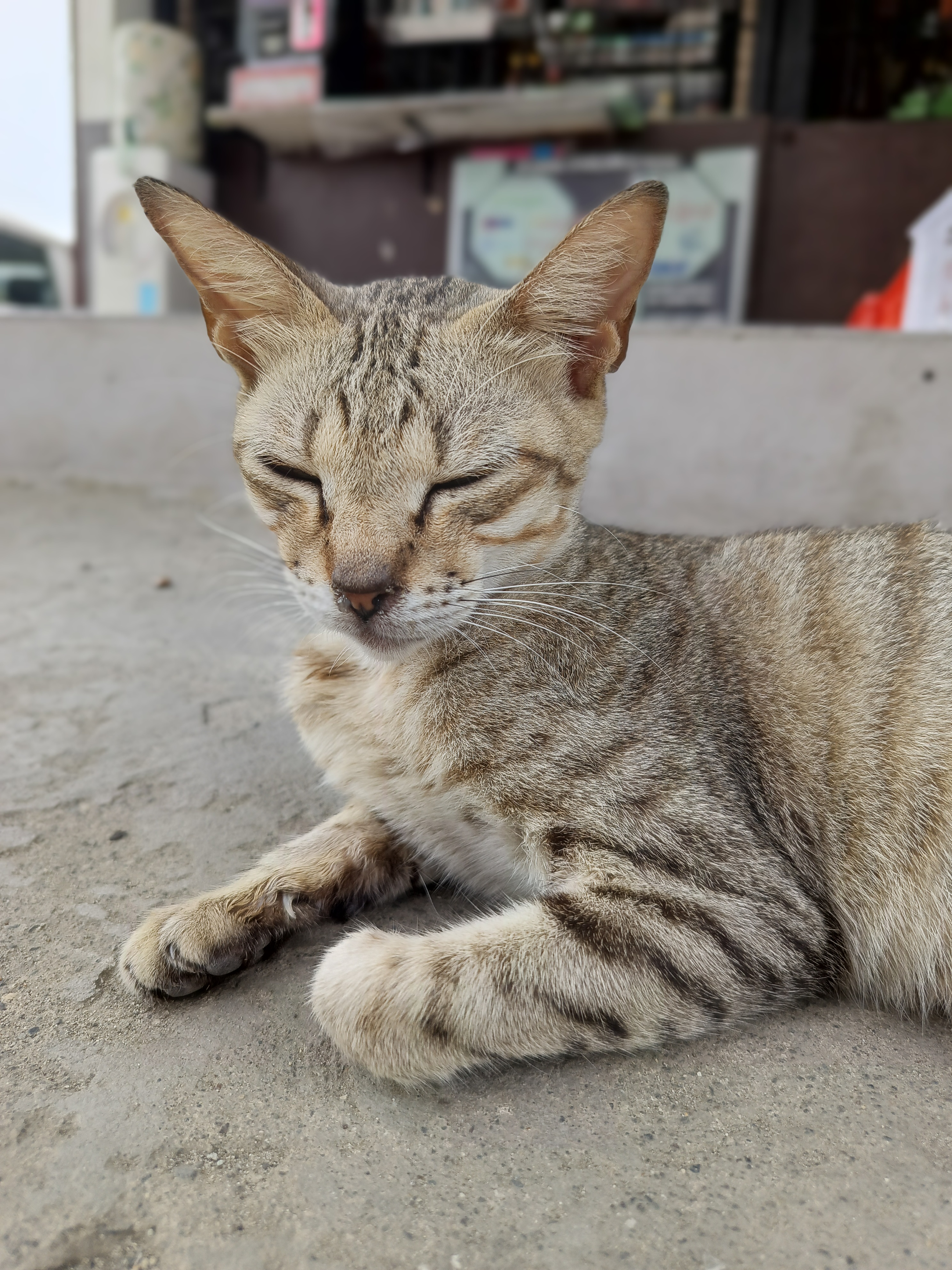 Meet Buri, the beloved stray cat of the neighborhood.