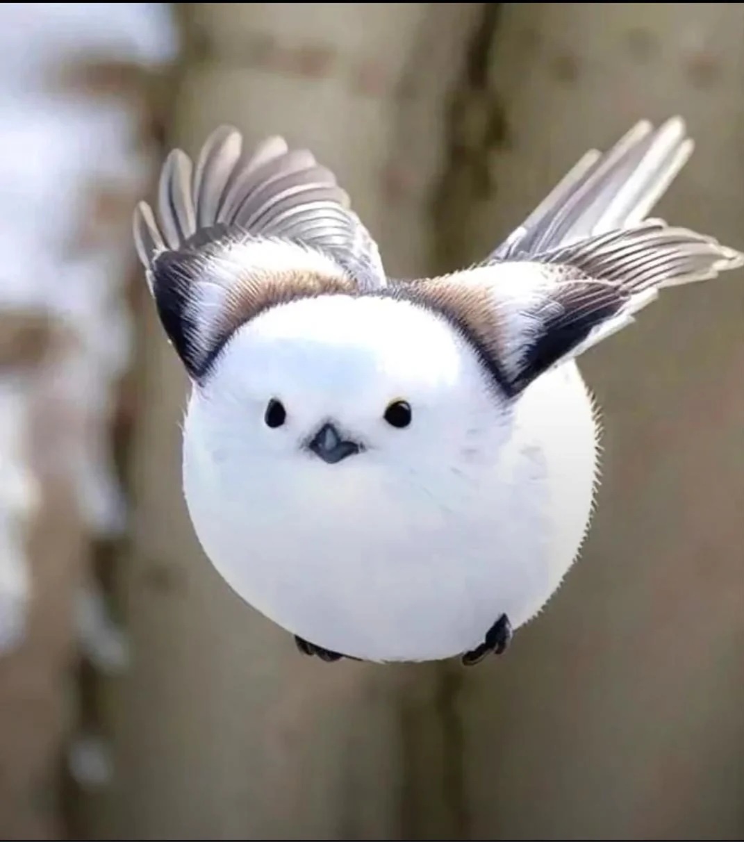 Meet the Enchanting Japanese Snow Fairy: Shima Enaga