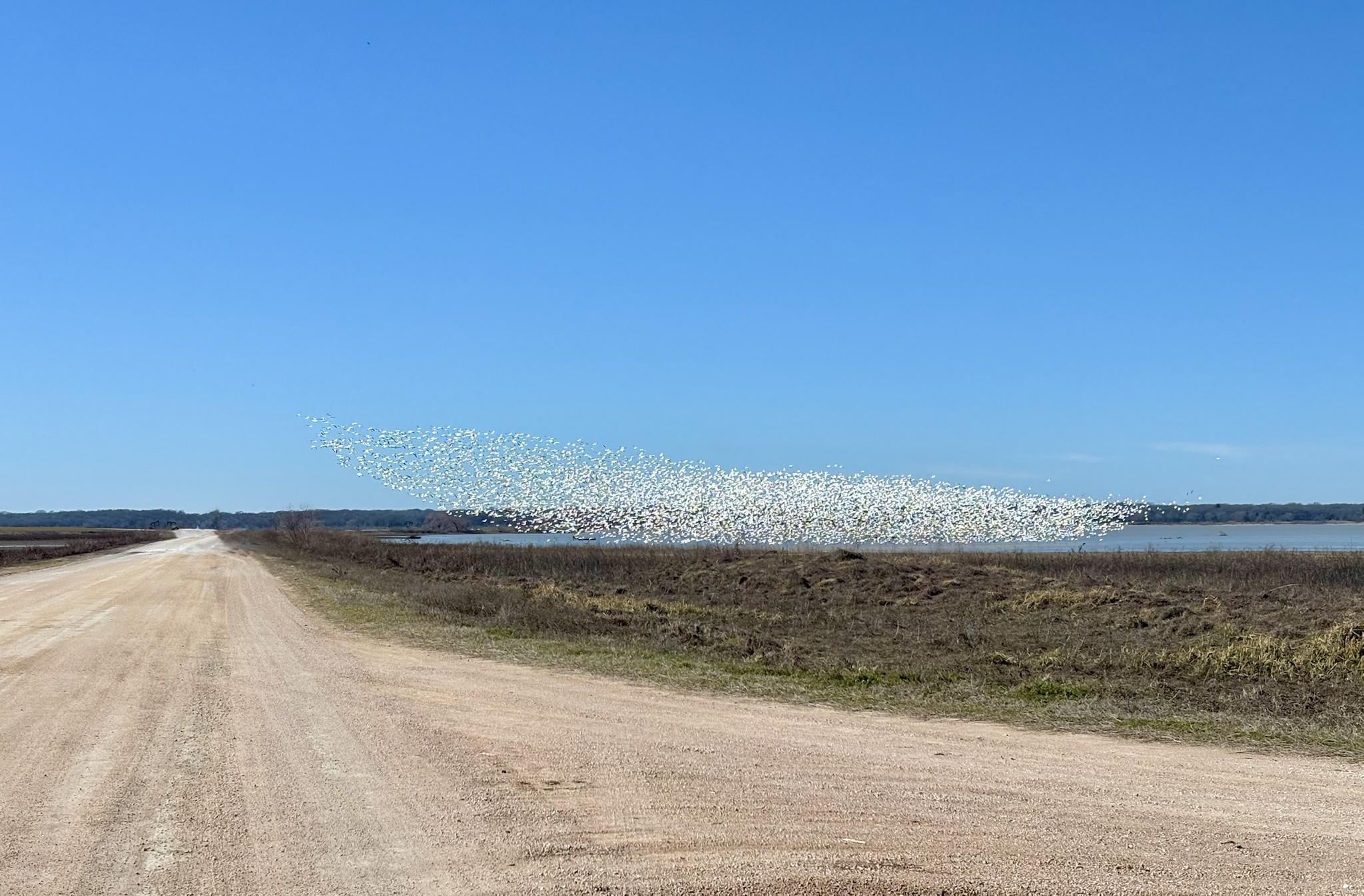 Count 'Em: That's at Least Five Geese in This Hilarious Scene