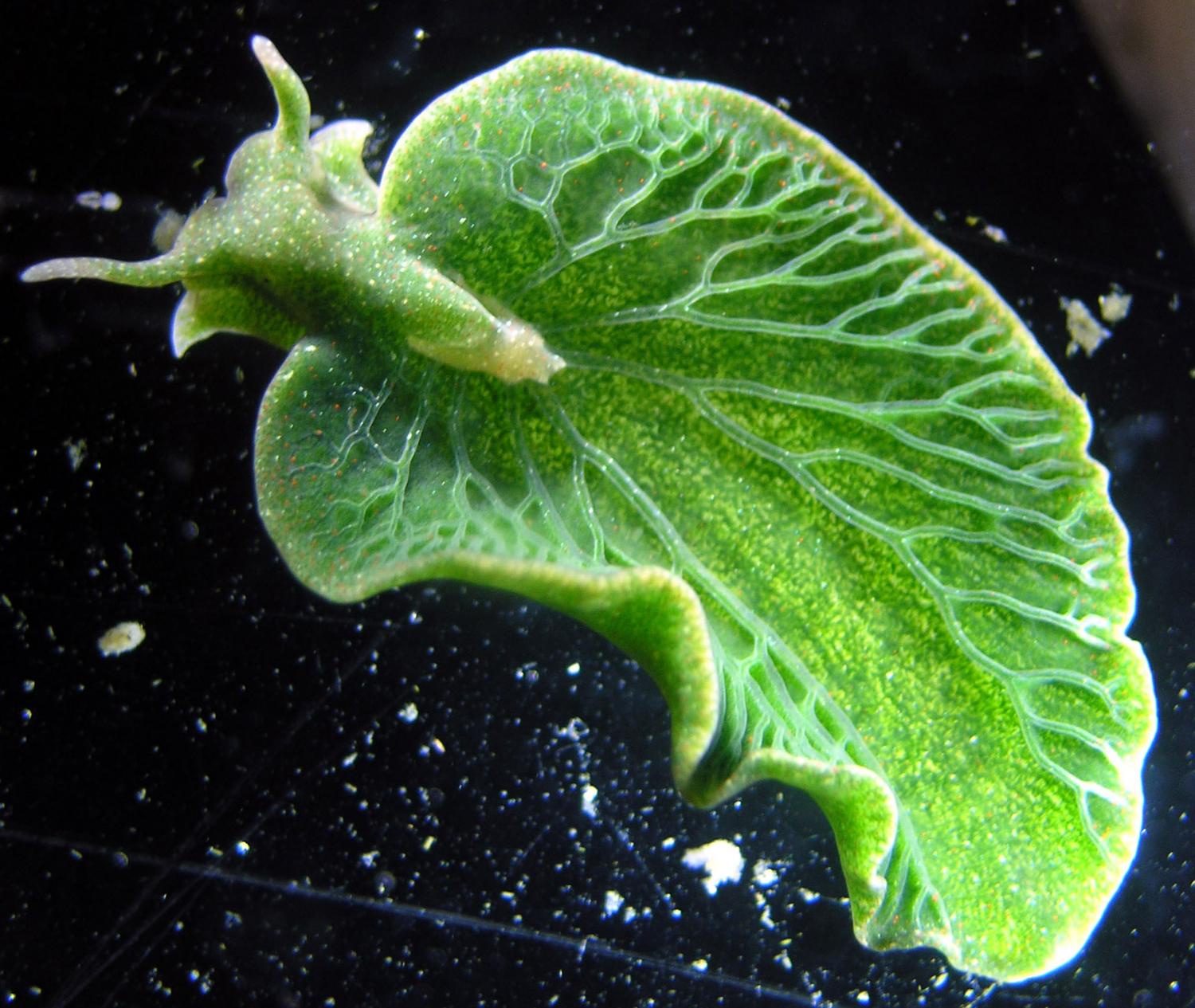 It's Sea Slug Tuesday: Dive into the Fun!