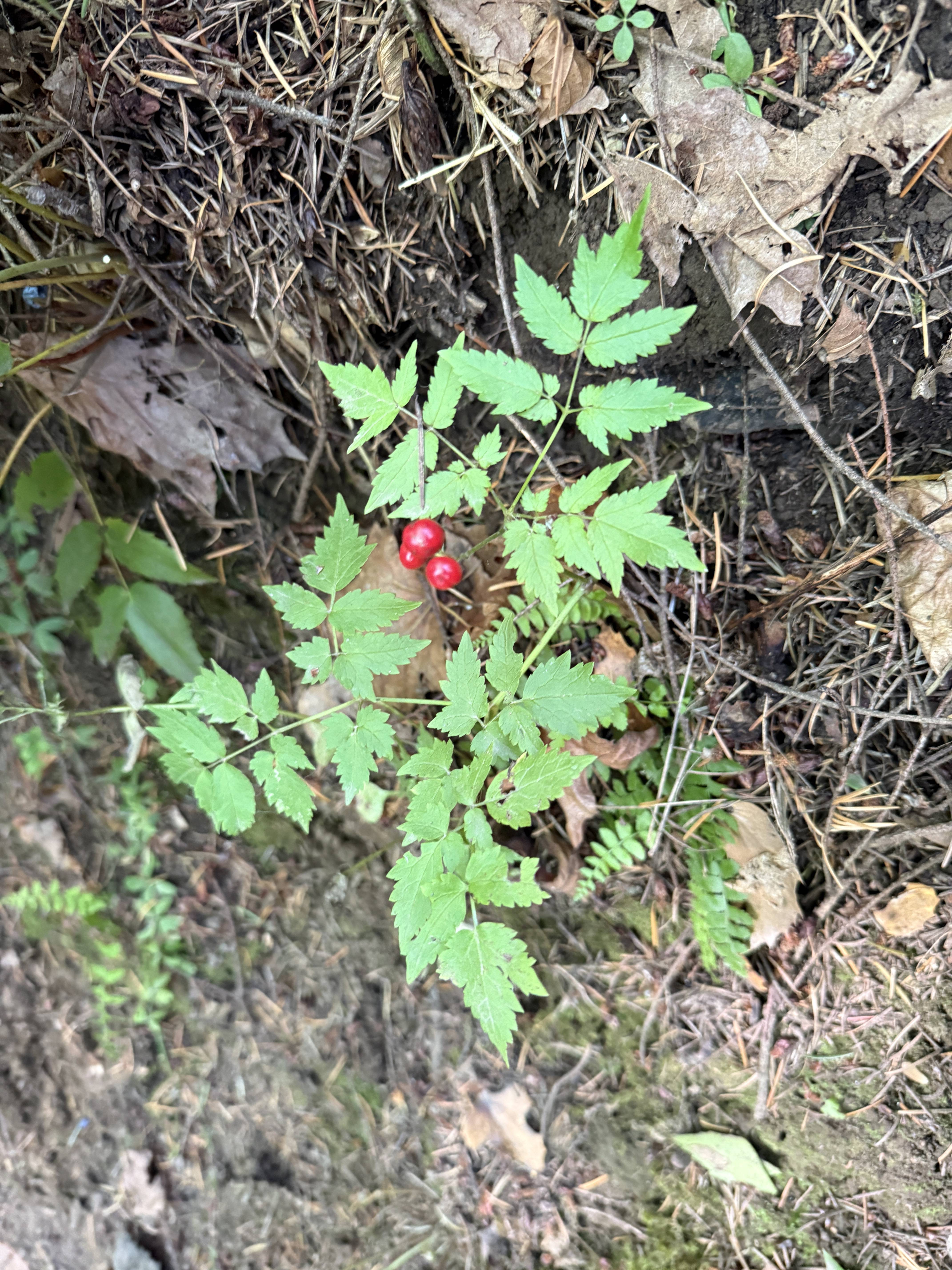 The Mysterious Baneberry: Nature's Intriguing Gem