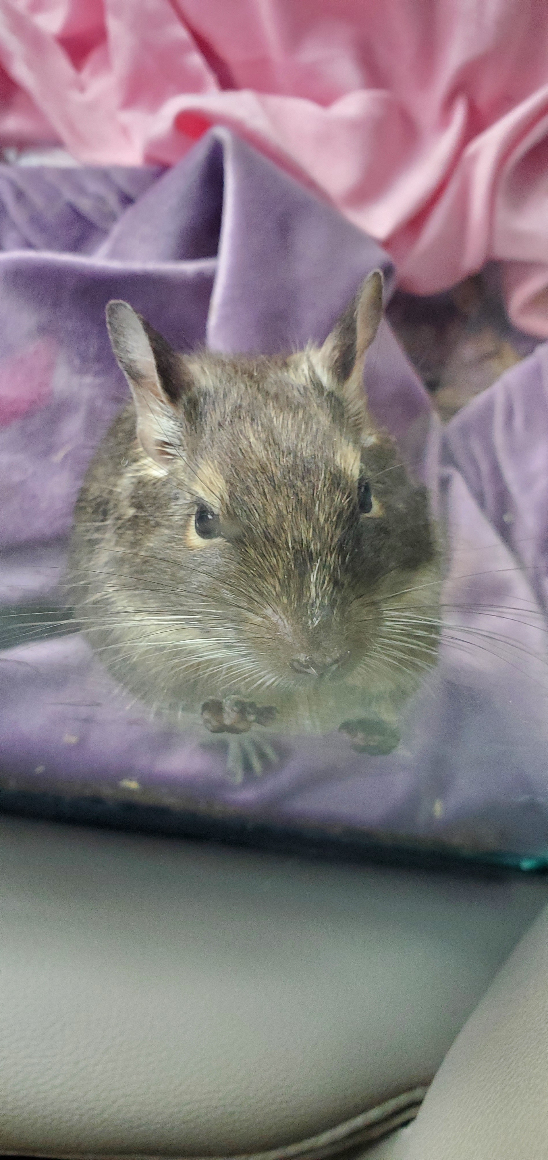 My friend keeps dropping off these adorable degus at my place.