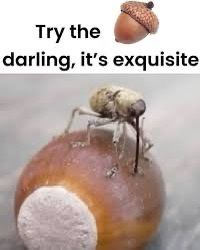 Rallying Cry for Team Acorn!