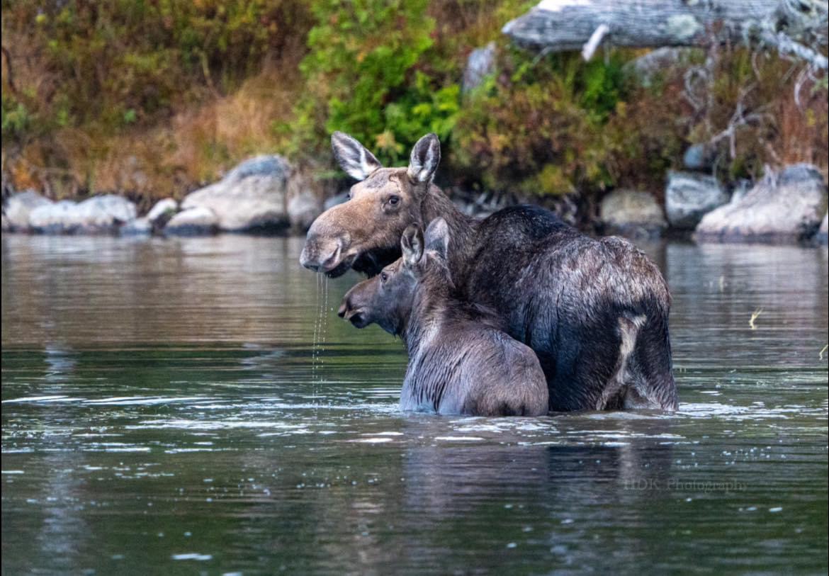 Majestic Moose: Nature's Gentle Giant