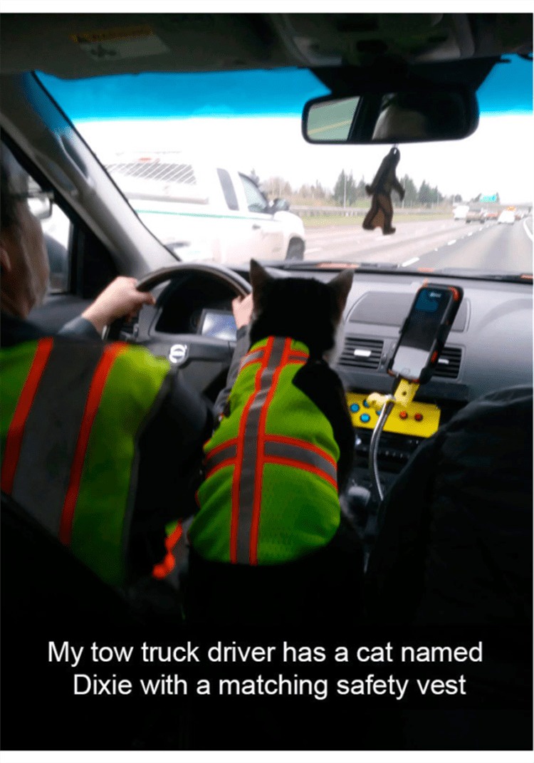 Meet Dixie the Tow Truck Cat: Your Safety Champion!