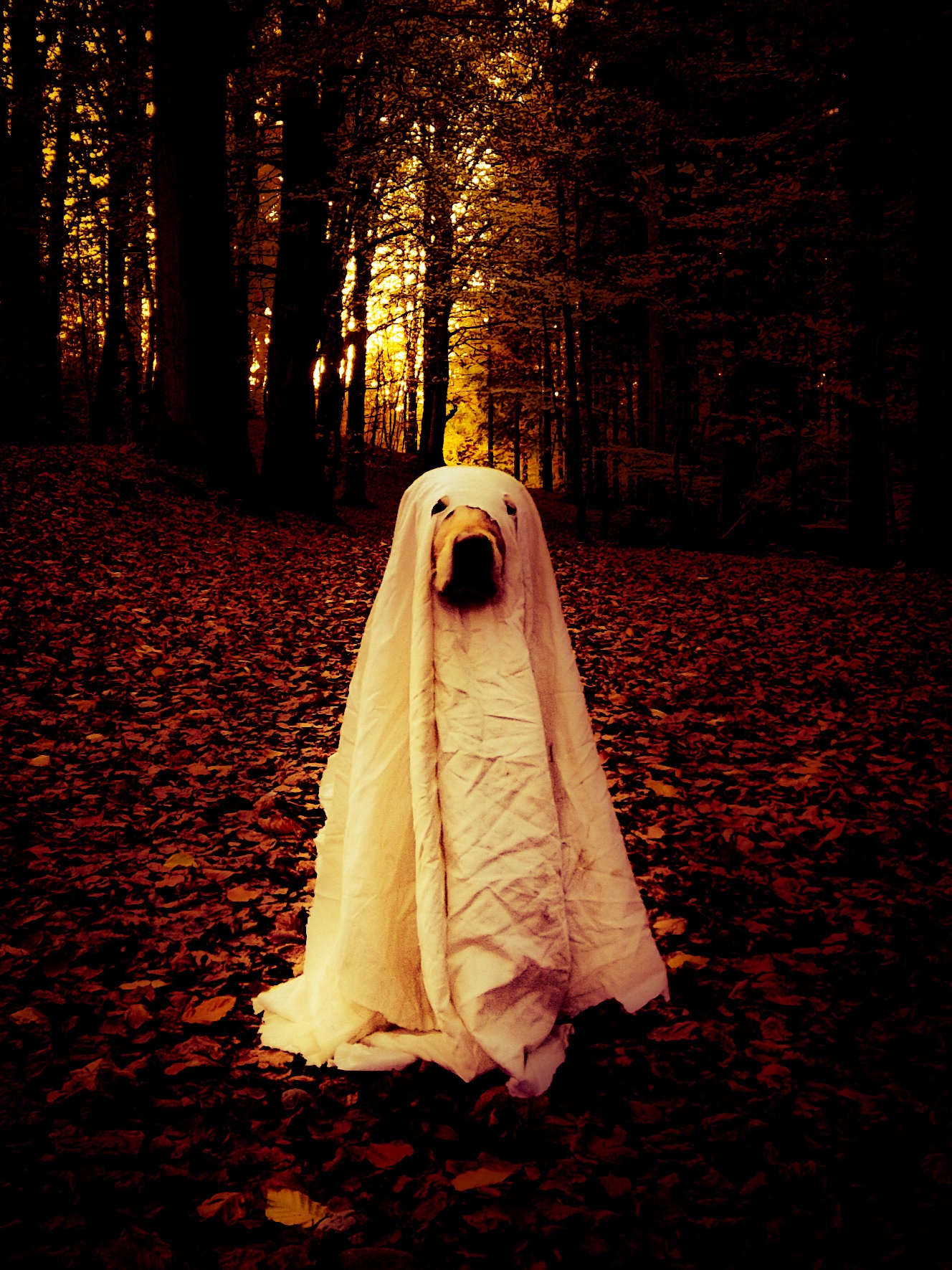Is Alma Ready for Halloween 2024?