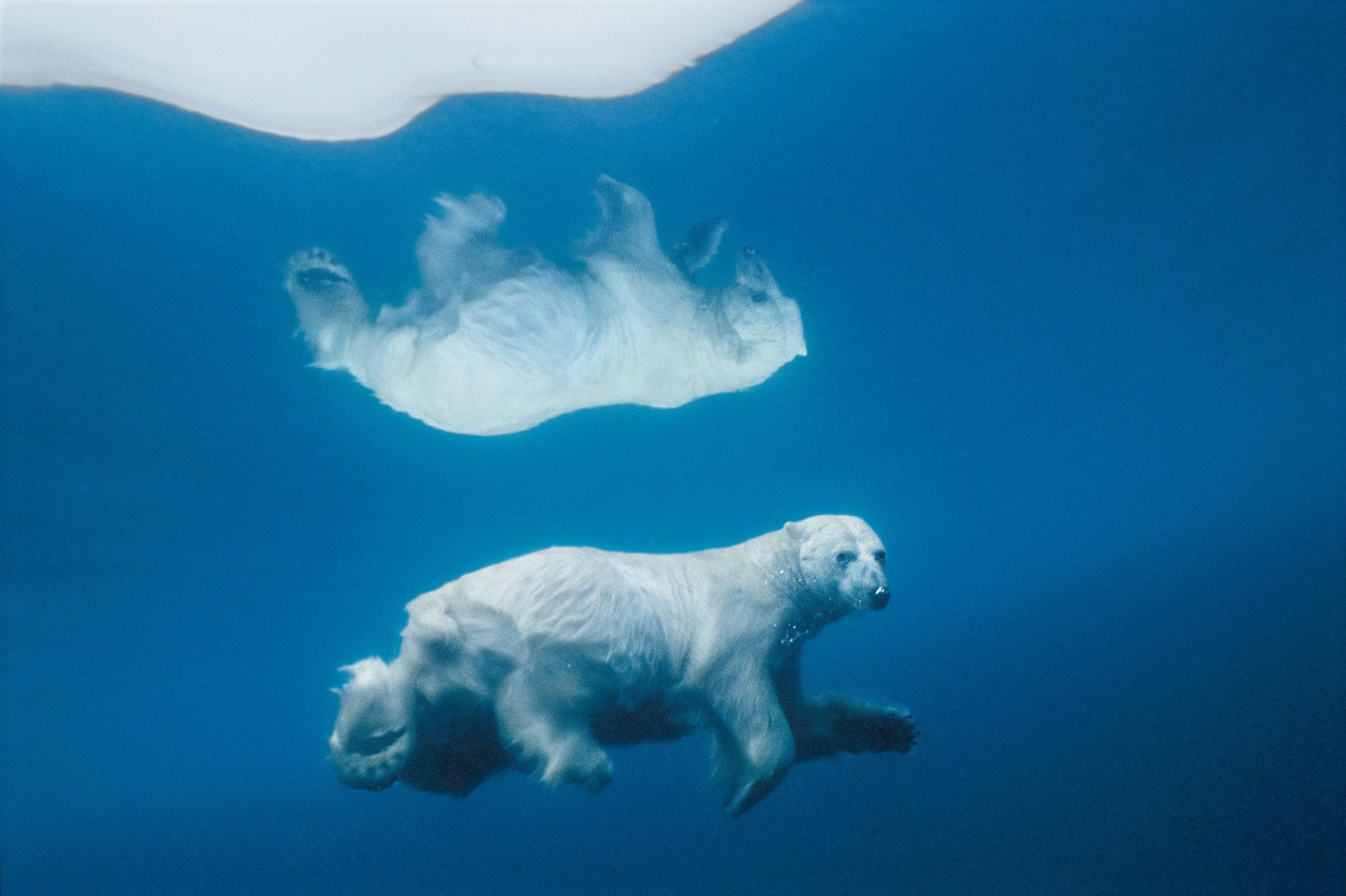 A Majestic Polar Bear Roaming in Nunavut
