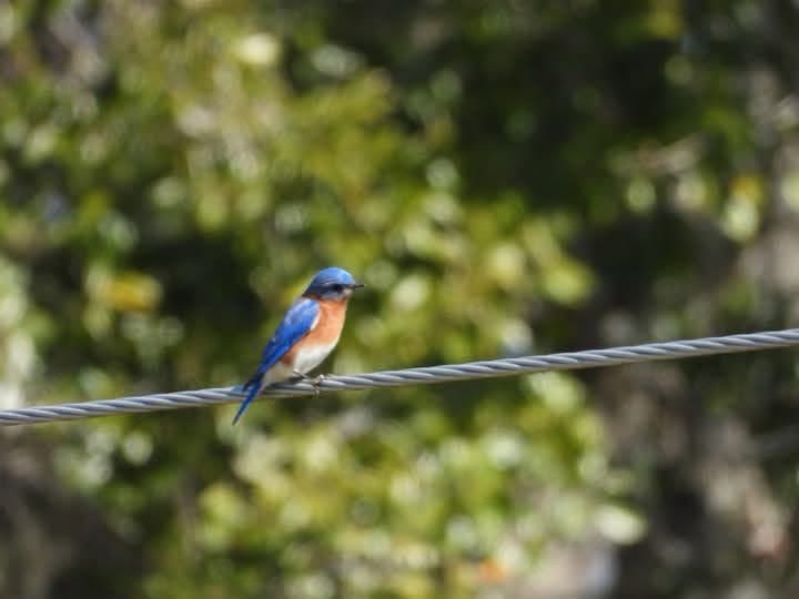 The Charming Bluebird: Nature's Delight