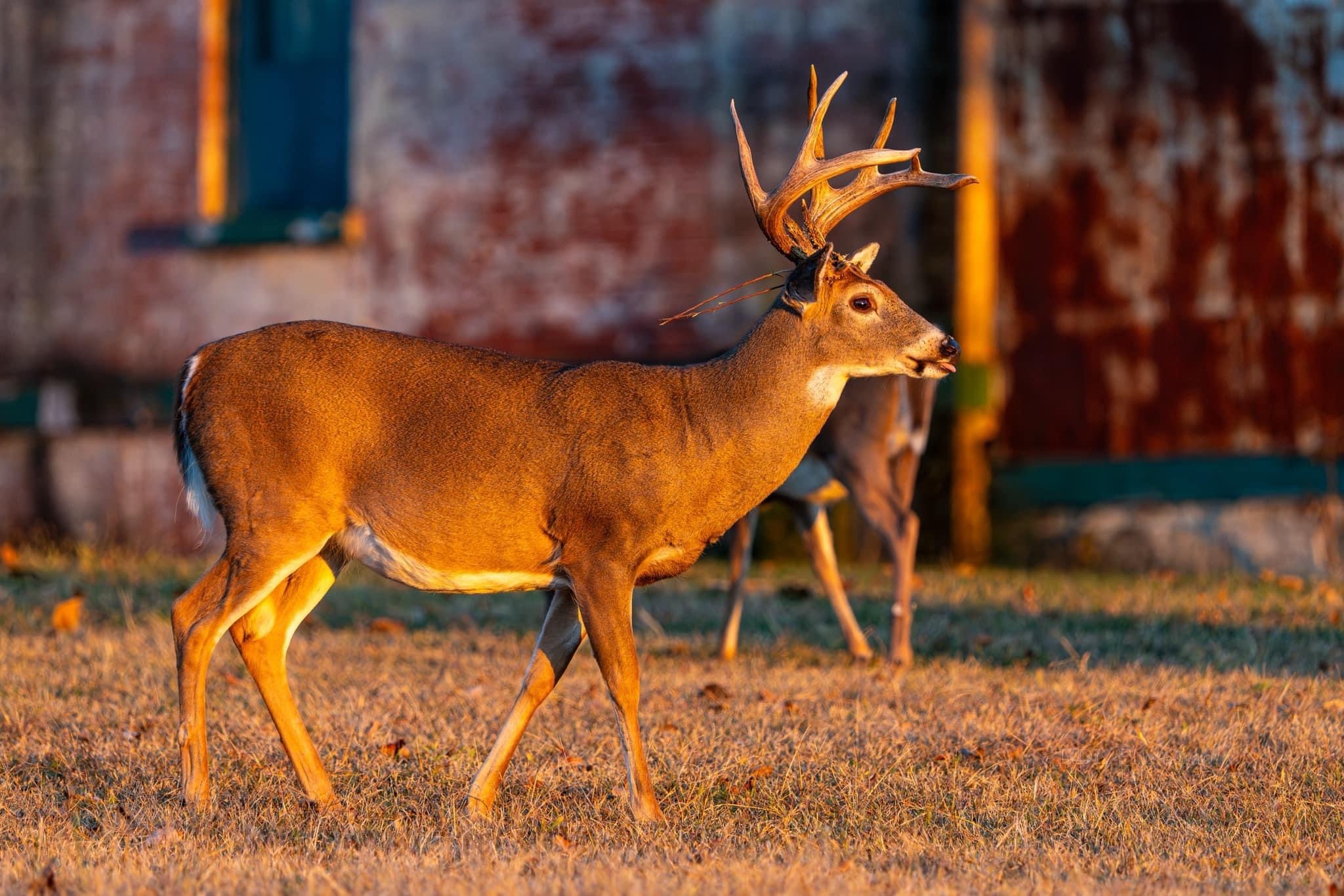 Graceful Deer: Nature's Elegant Wanderer
