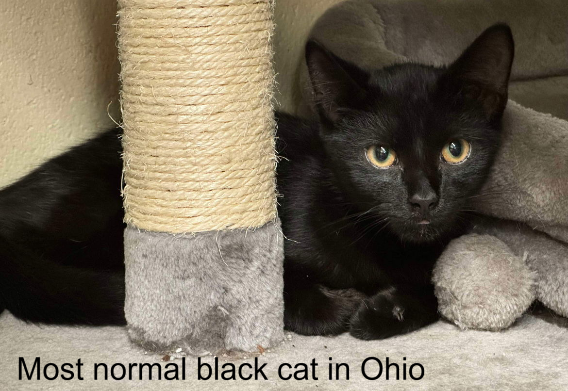 Ohio's Most Unusual Pets: A Look at the Quirky Side of Animal Companionship