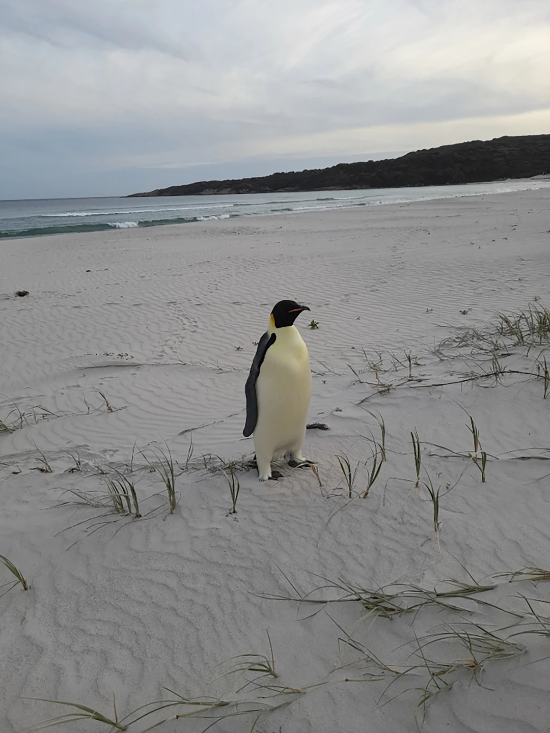 Meet Gus: The First Emperor Penguin to Reach Australia, Spotted on a Tourist Beach