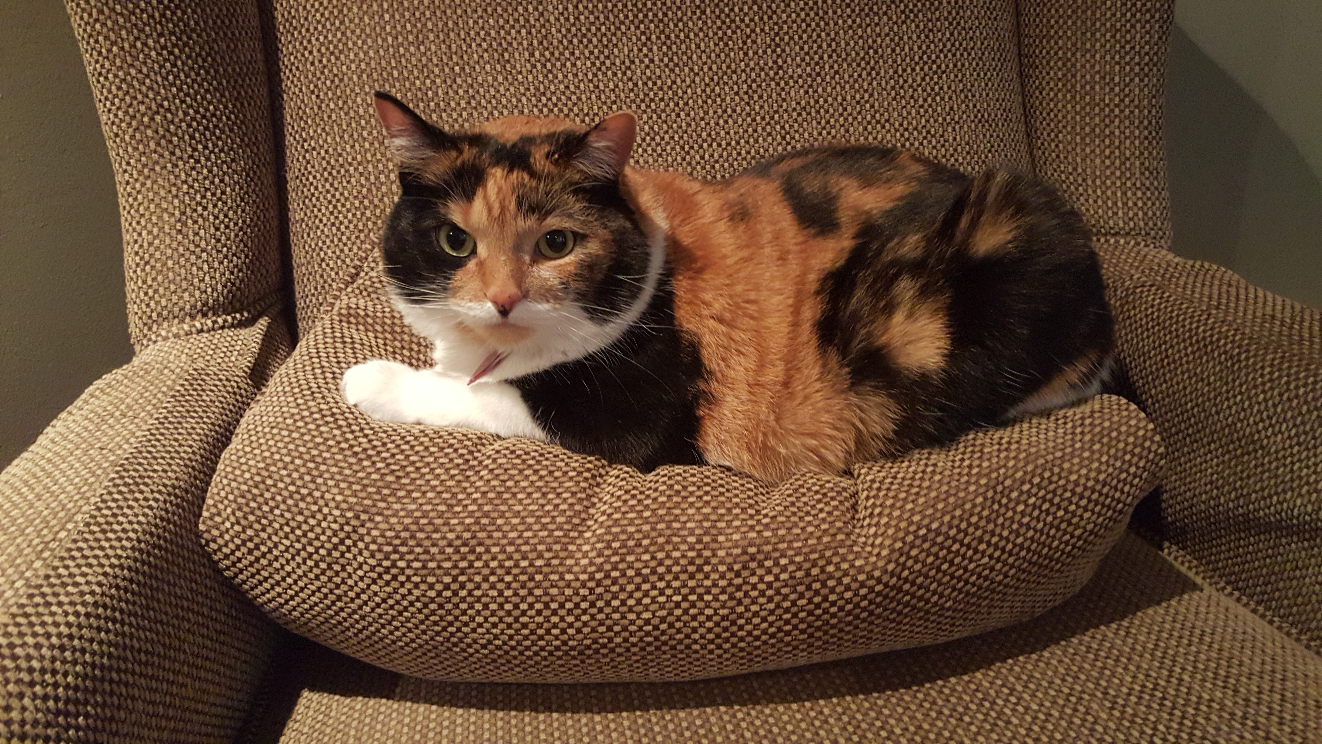 Introducing Mia: The Star of the Show