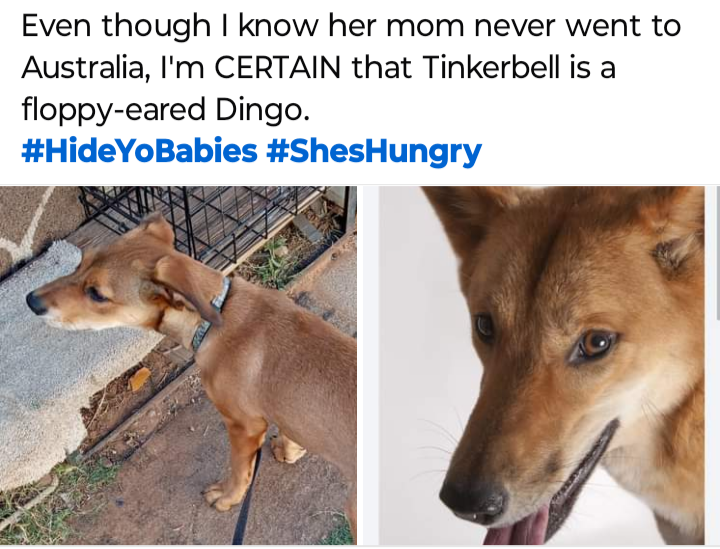 My little Foster Fail pup has transformed into a wild Dingo!