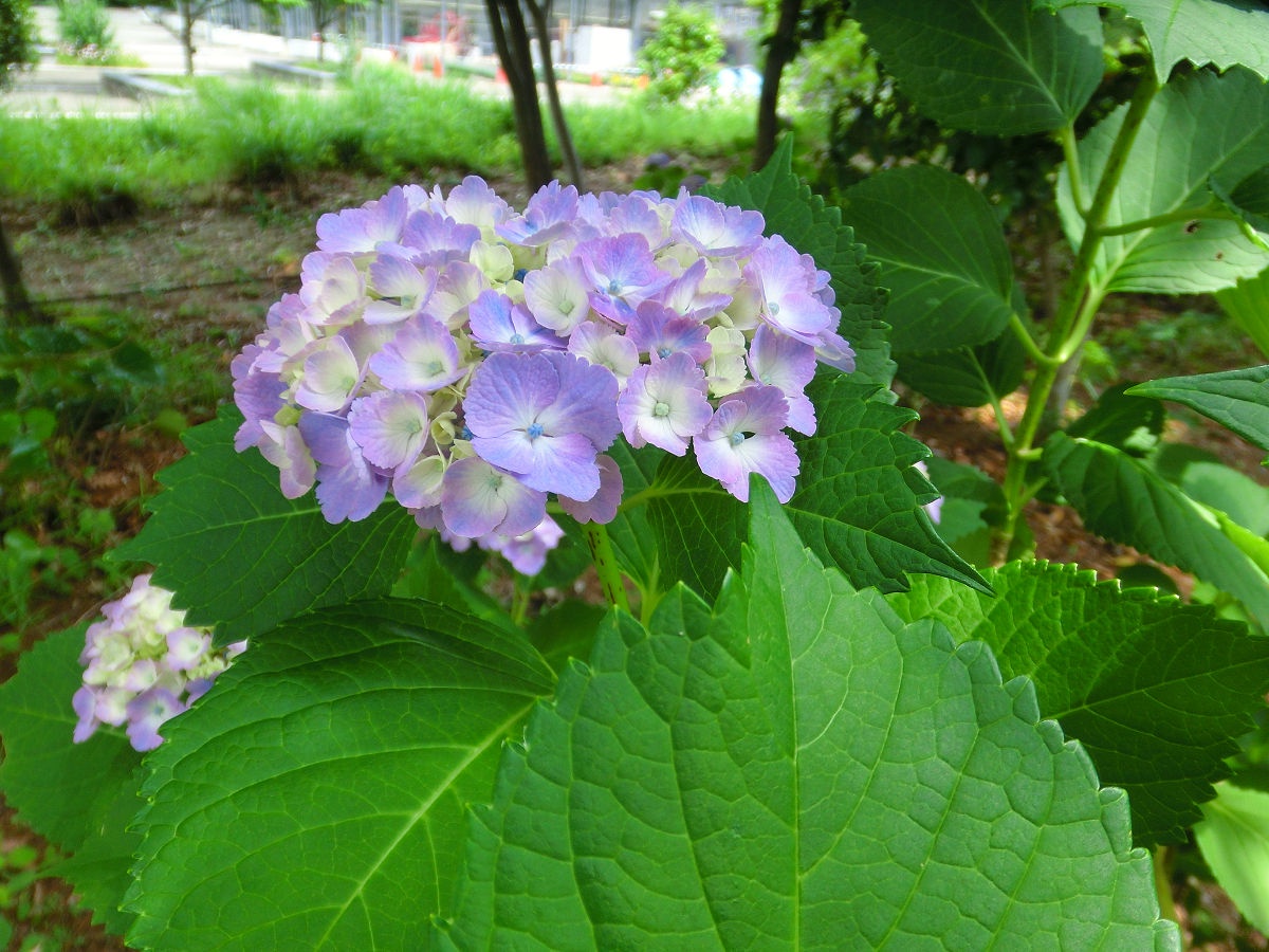 A beautiful day at Hokuso Flower Hill Park in Chiba Prefecture, June 2015