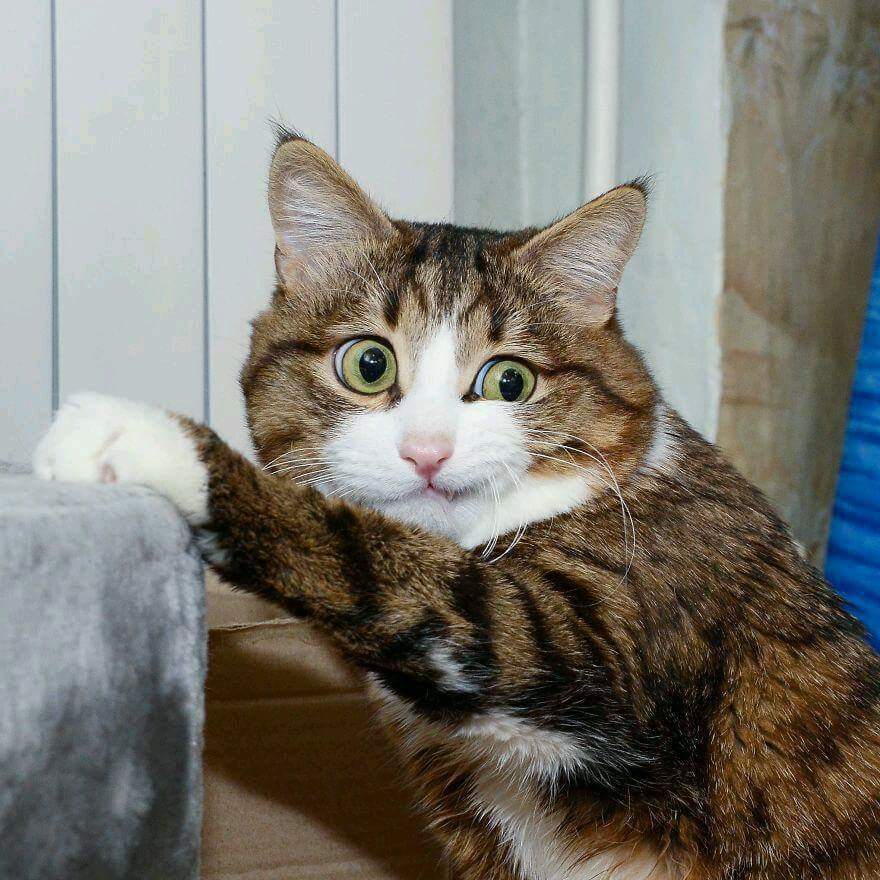 Catty, Aren't We? A Playful Observation
