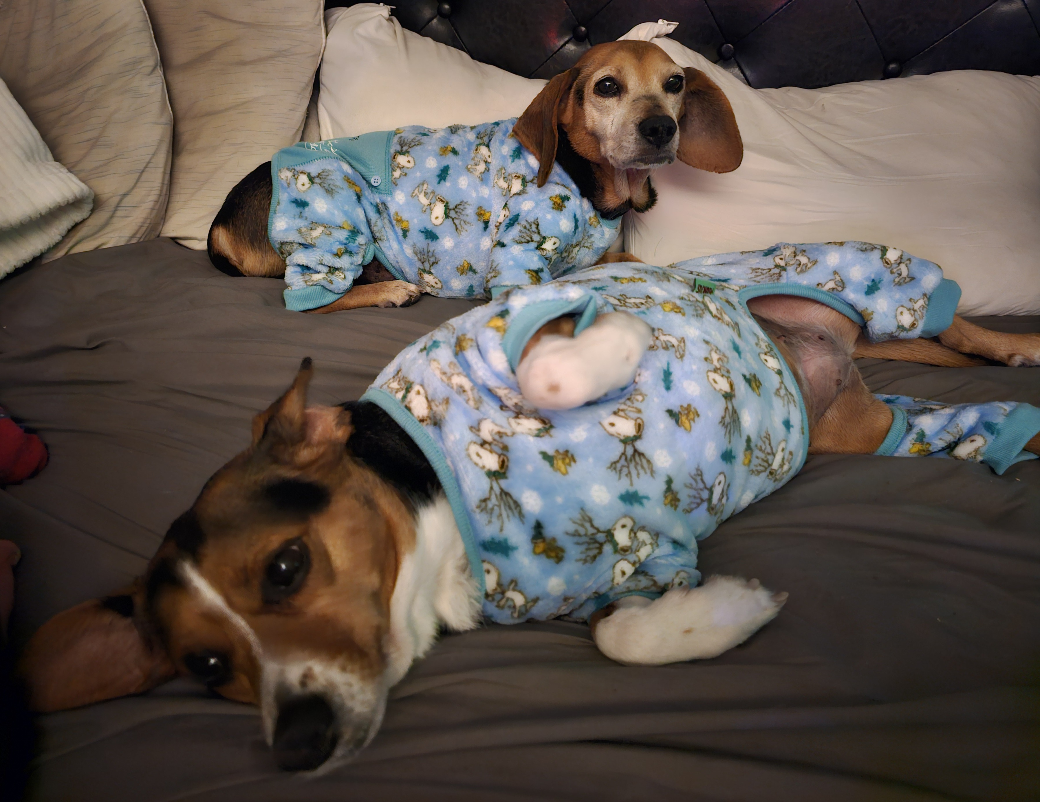 Sadie and Pepper Rocking Their Adorable New Pajamas