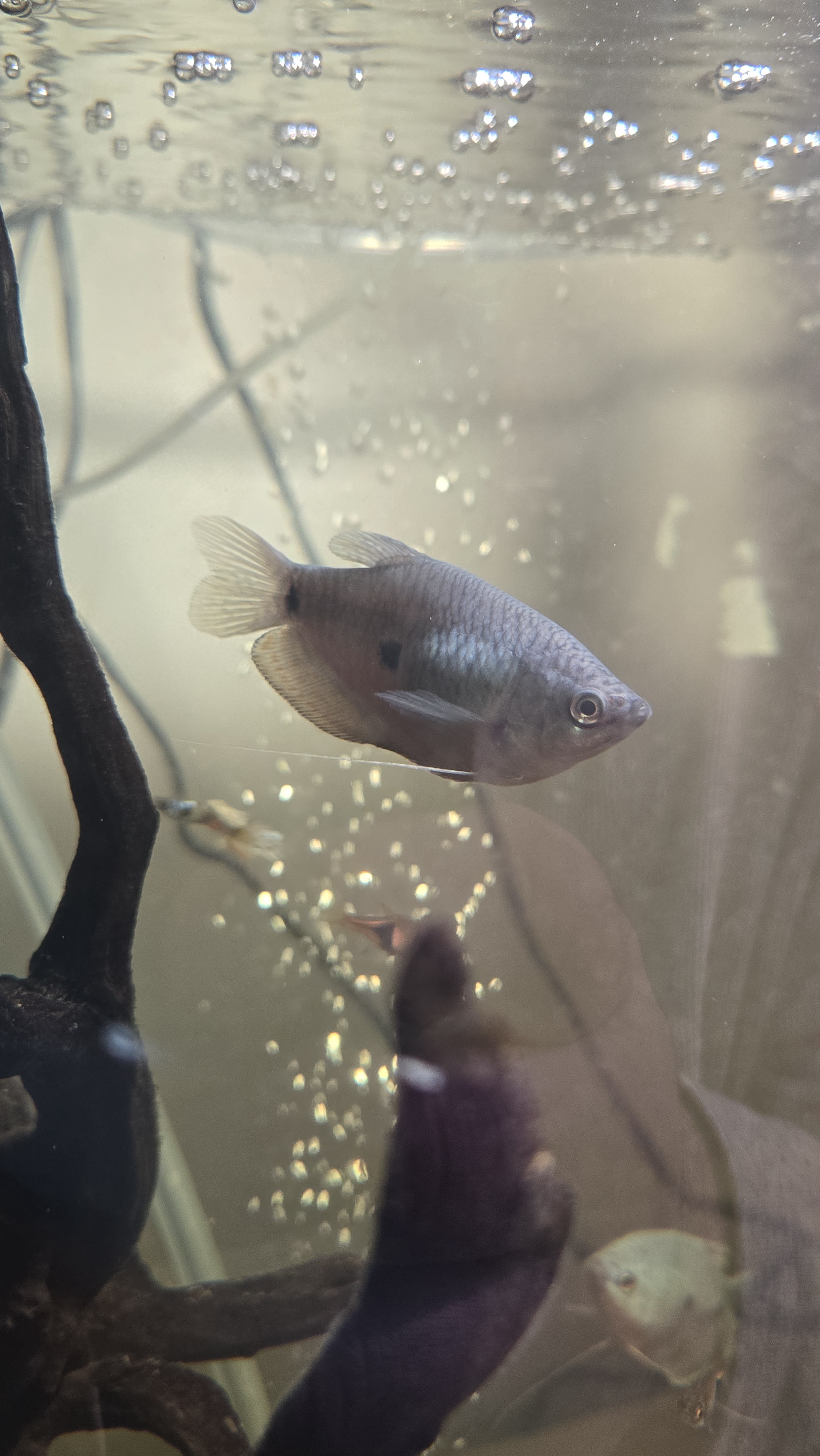 Meet the Charming Gourami