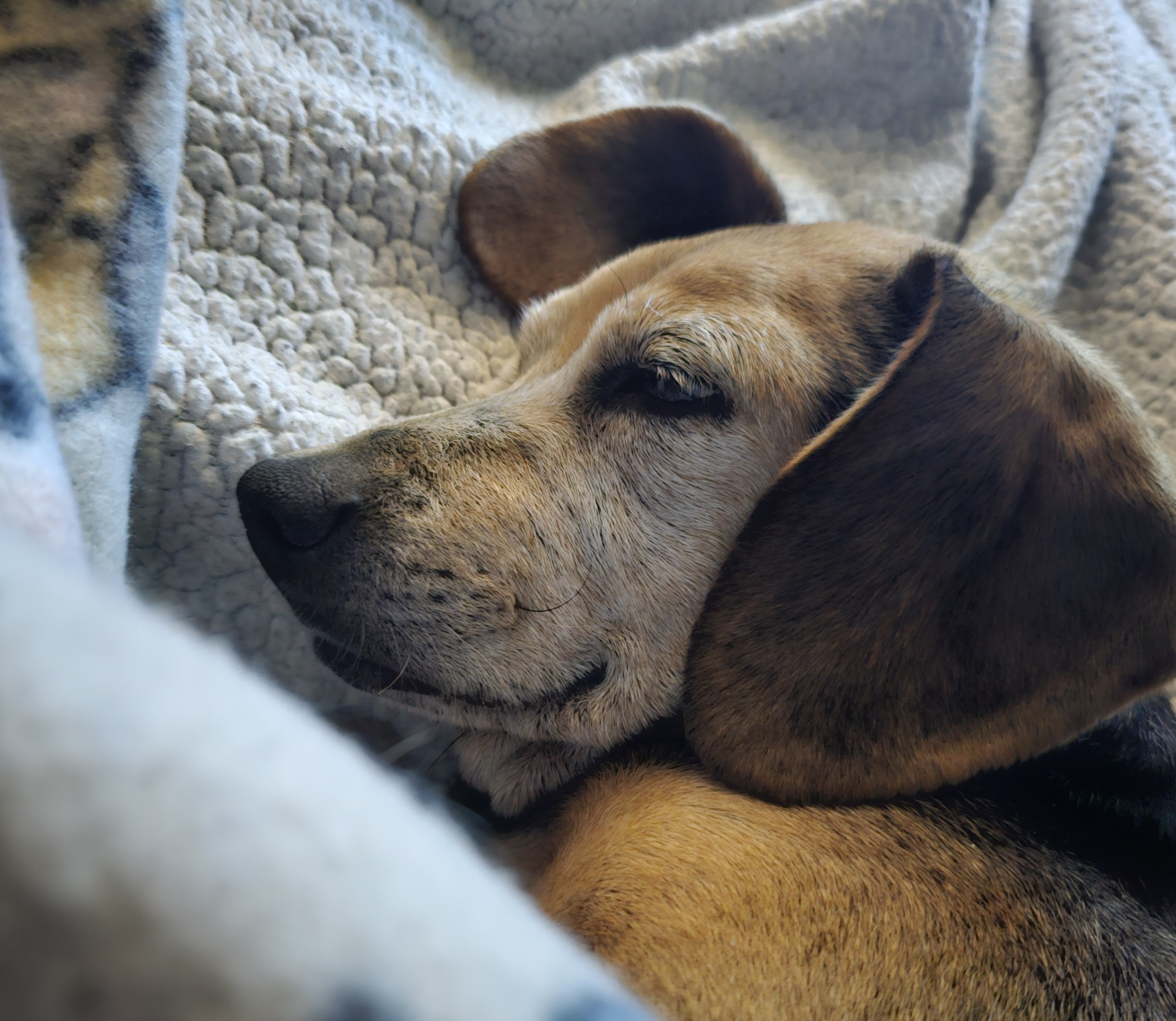 Pepper's Adorable Adjustment Moment