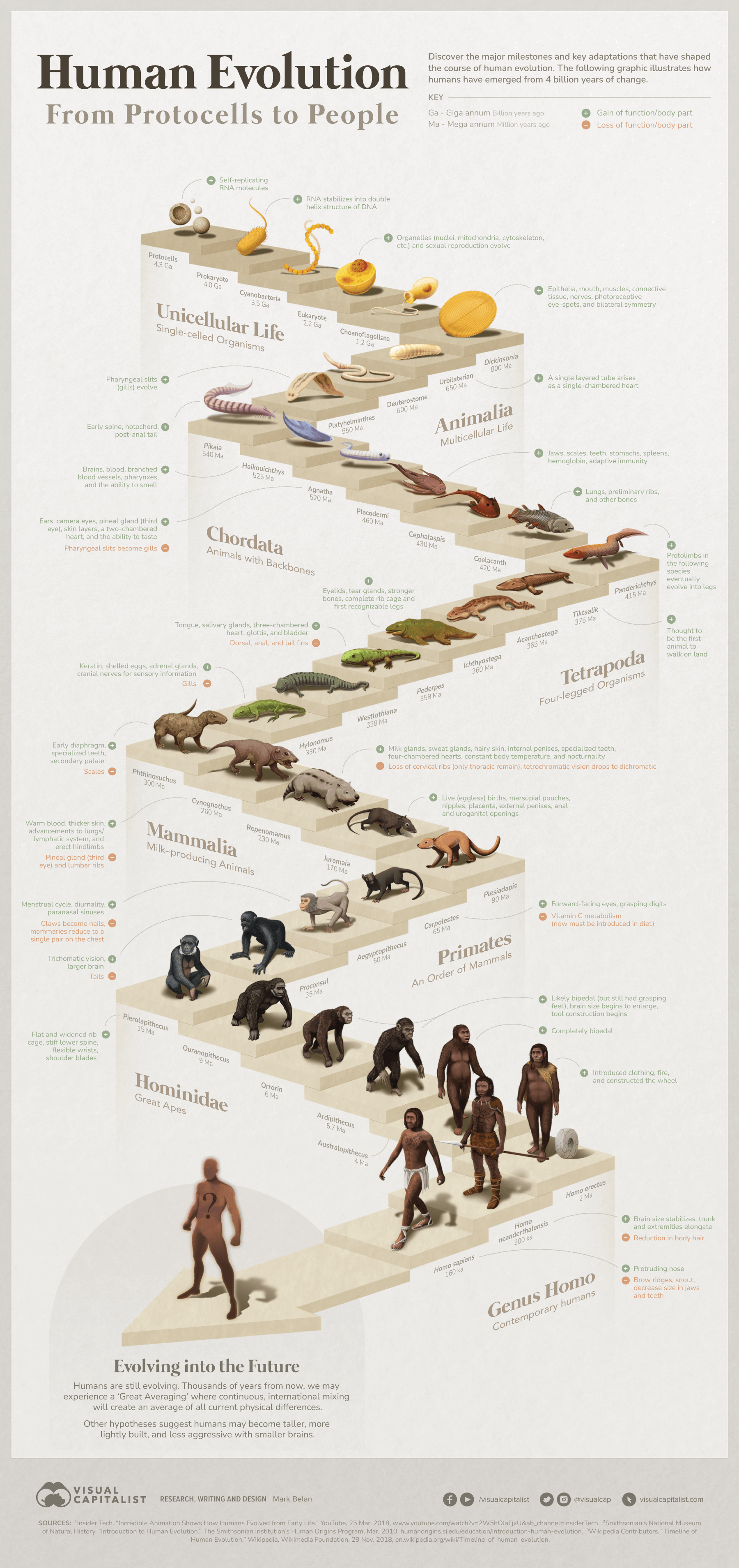 The Journey of Human Evolution