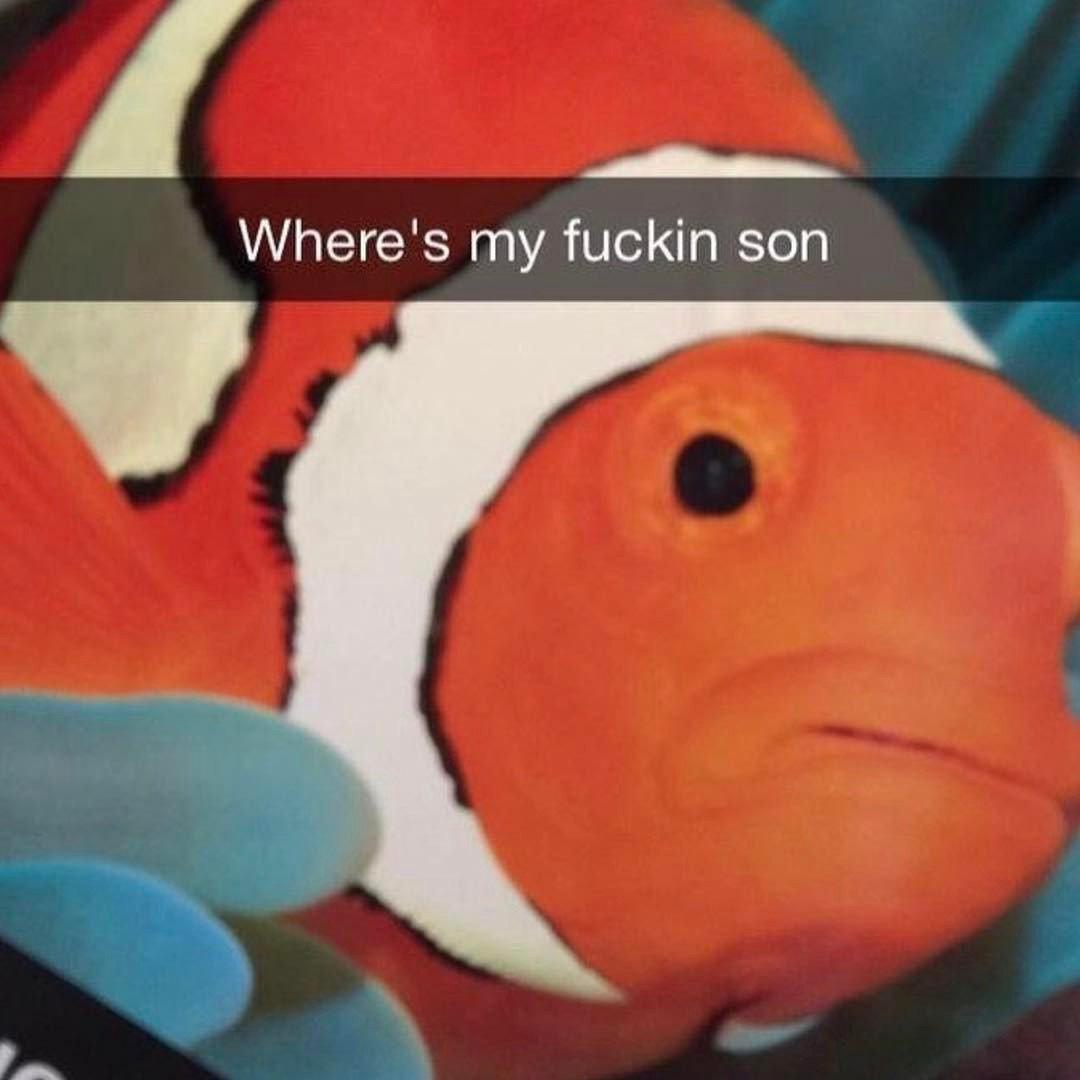 I used to think clownfish were hilarious