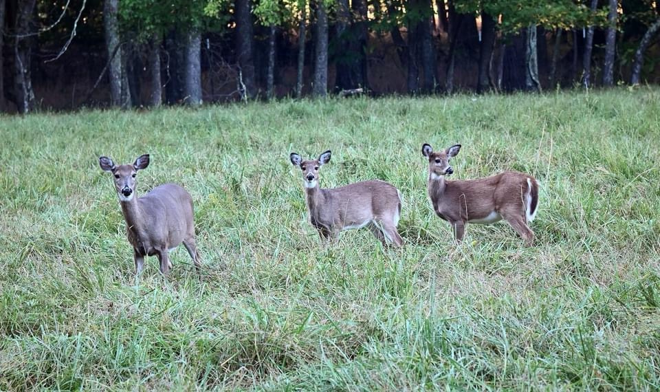 A Majestic Deer in the Wild