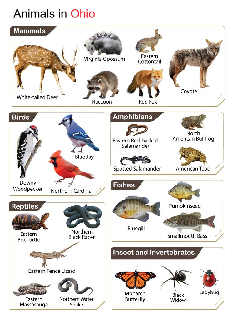 Strange and wild animals of Ohio