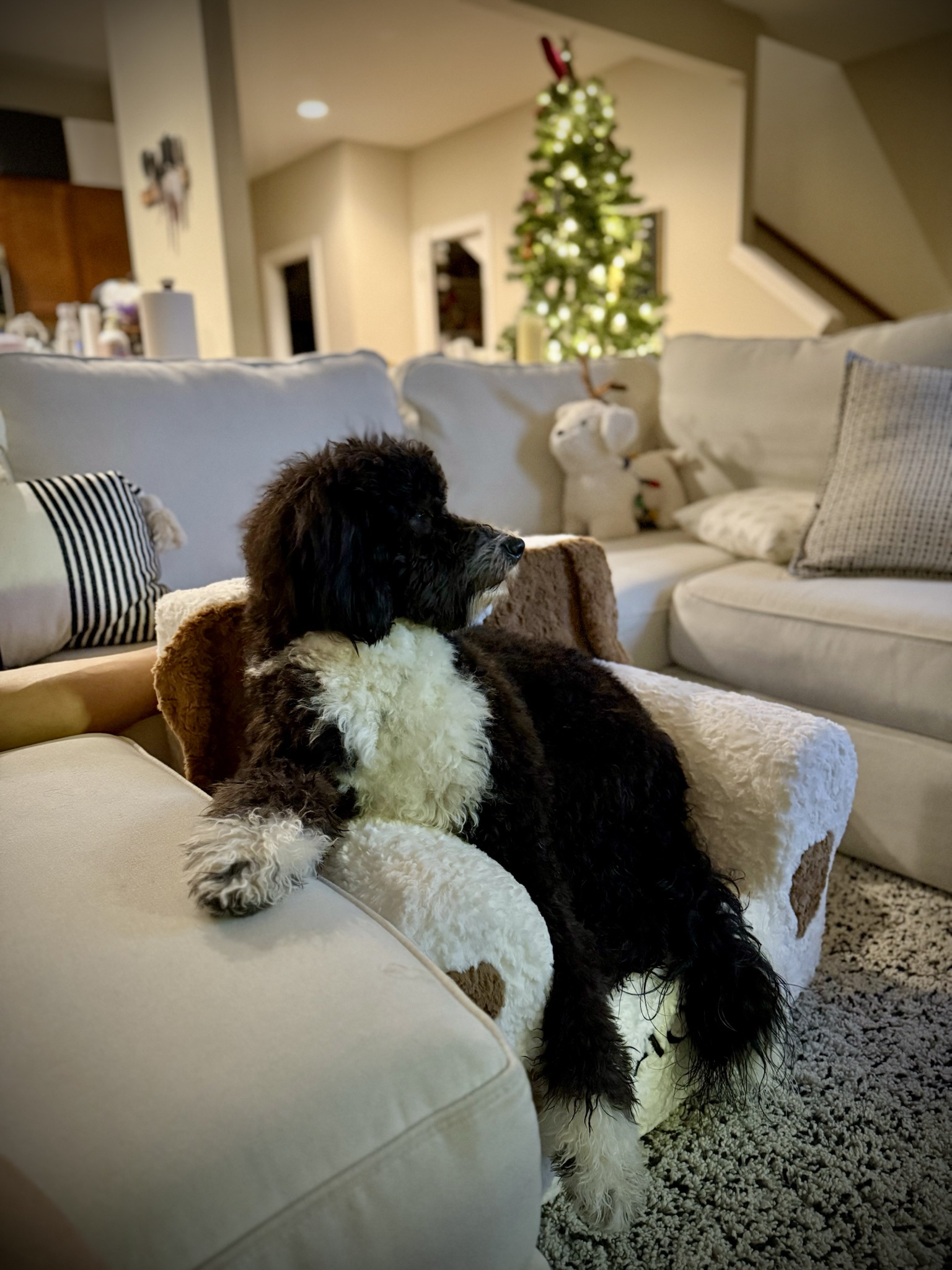 My Dog Shep's New Favorite Spot: The Armchair for TV Time!