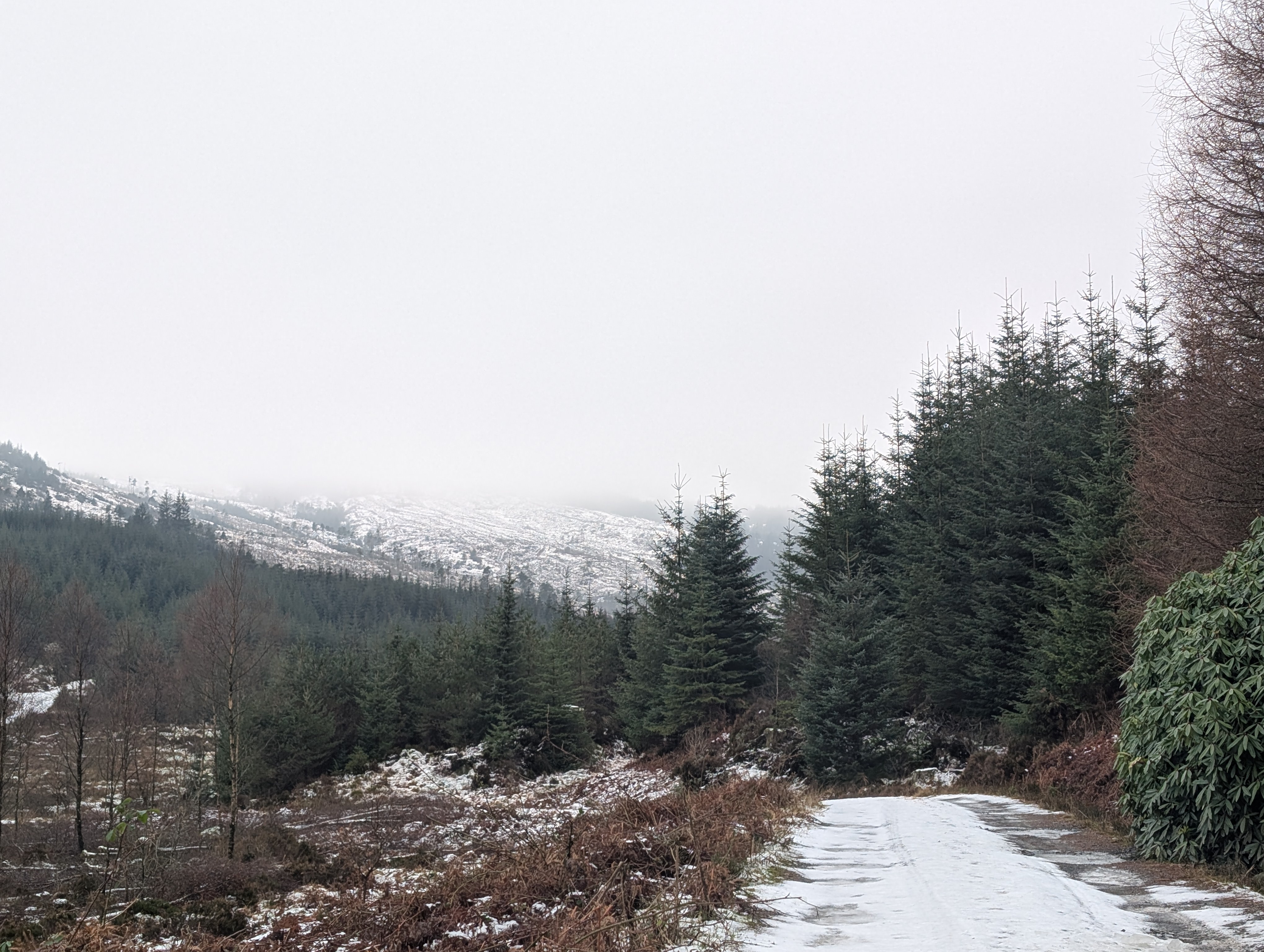 Exploring Leannach Forest: Aberfoyle Hike 2 Highlights