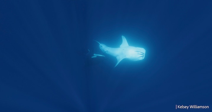 Scientists uncover the clever hunting tricks of orcas targeting whale sharks
