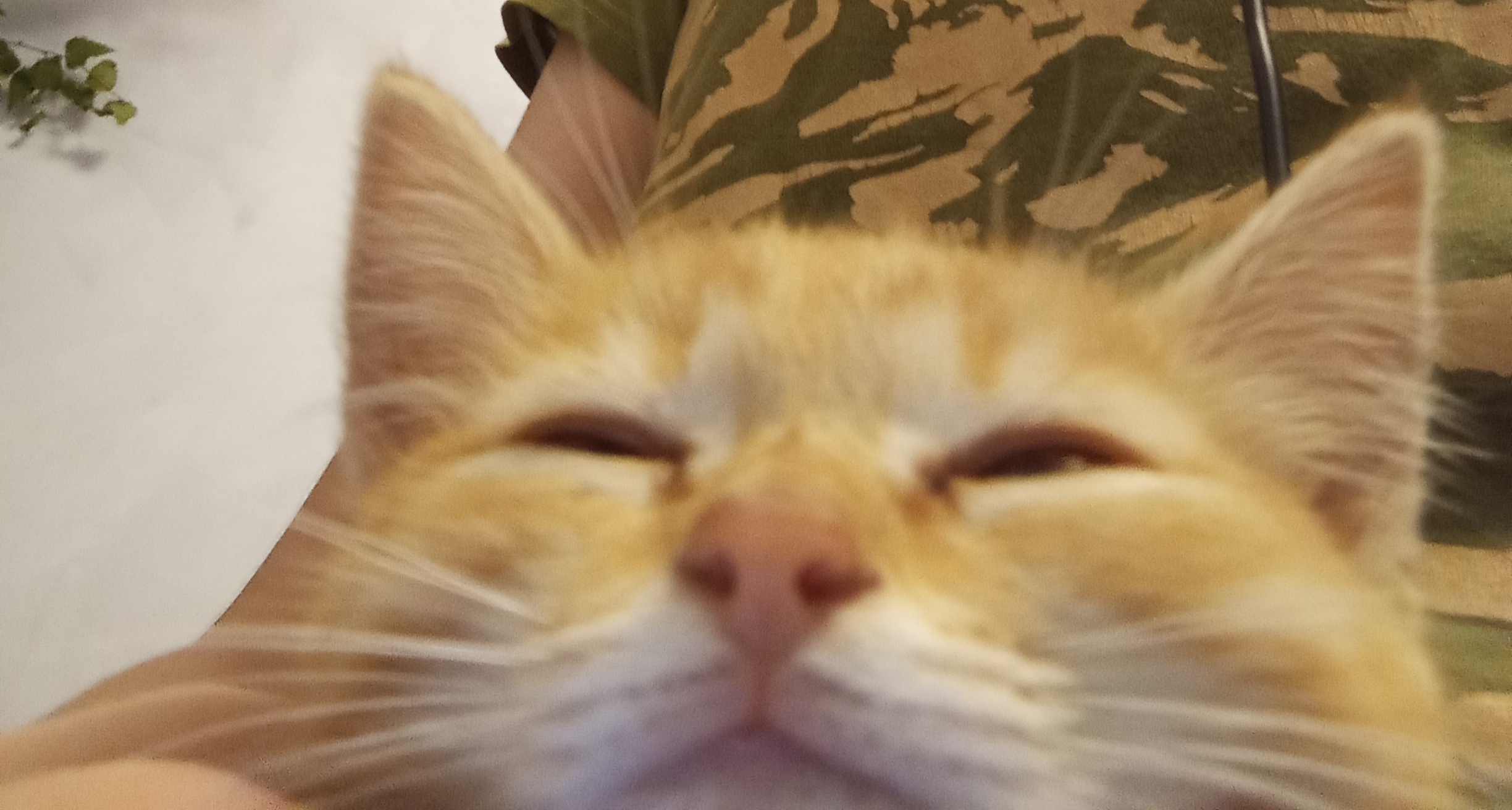 m!ok!'s Adorable Kitties: A Purrfect Showcase!